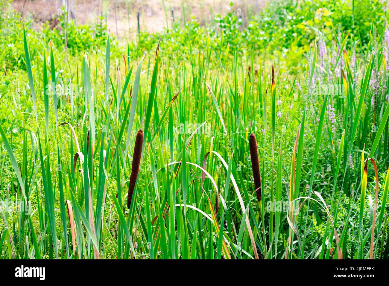 Reed plants isolated against natural green background. Reeds, which are habitats for many living things, are very important for ecological life. Stock Photo