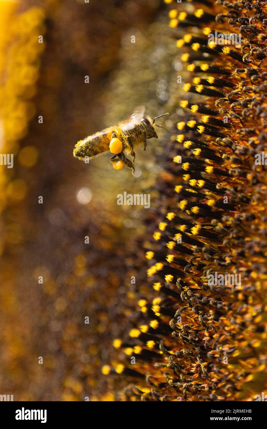 honey bee collecting pollen from the disk florets on a sunflower head ...