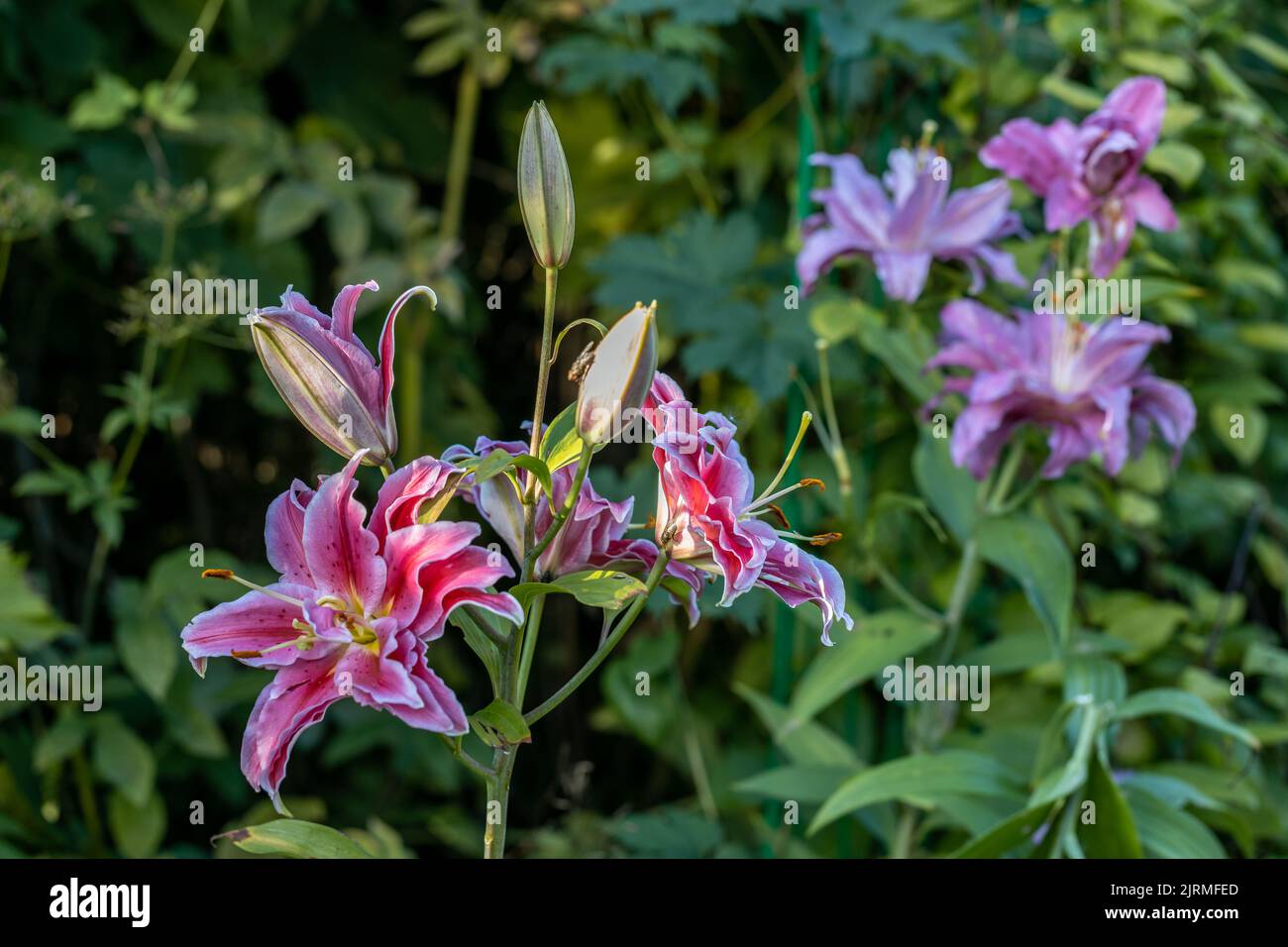 Scented pollenfree double lilies in garden with green background Stock