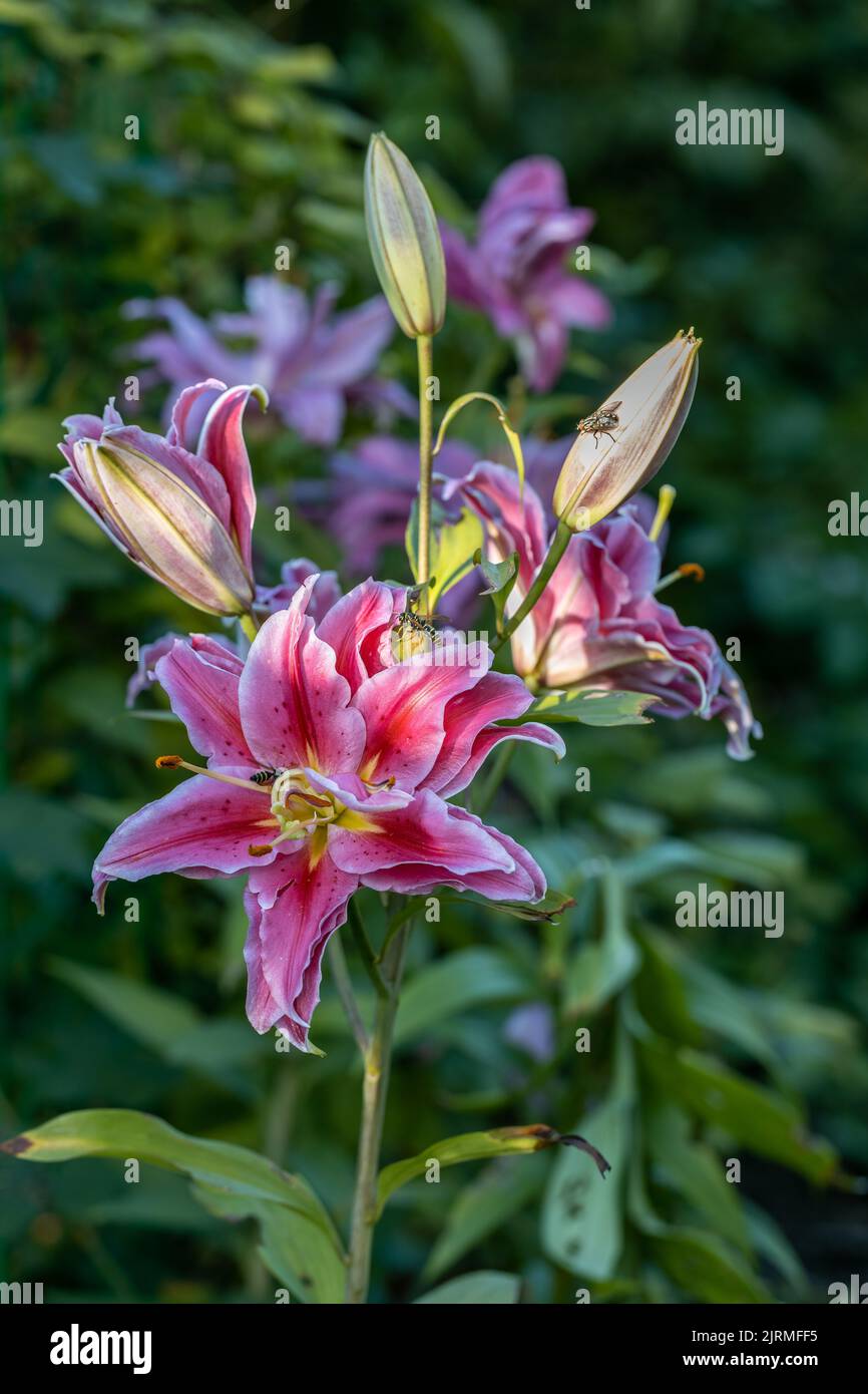 Scented pollenfree double lilies in garden with green background Stock