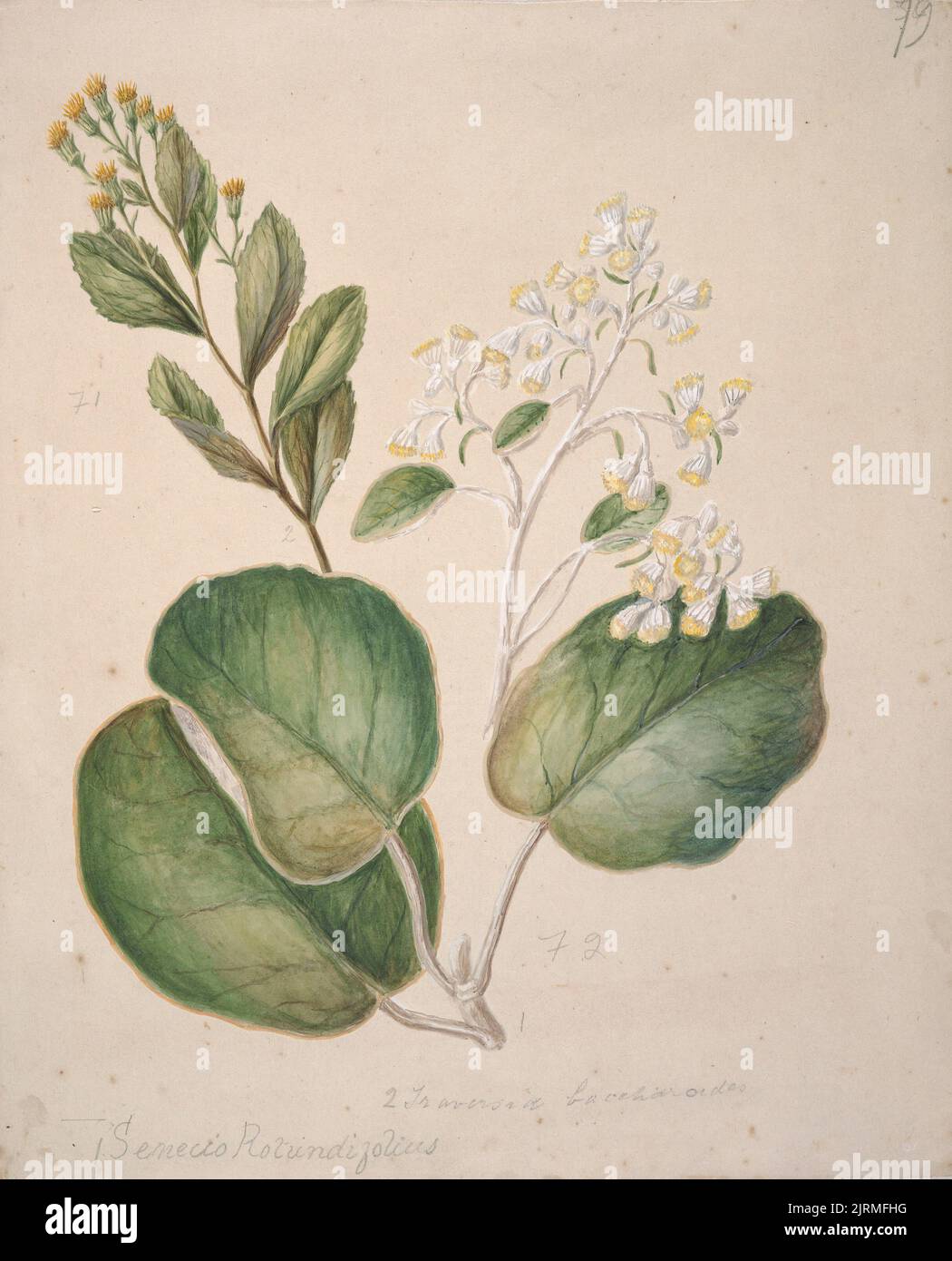 [ Daisy (Brachyglottis), circa 1885, New Zealand, by Sarah Featon. Stock Photo