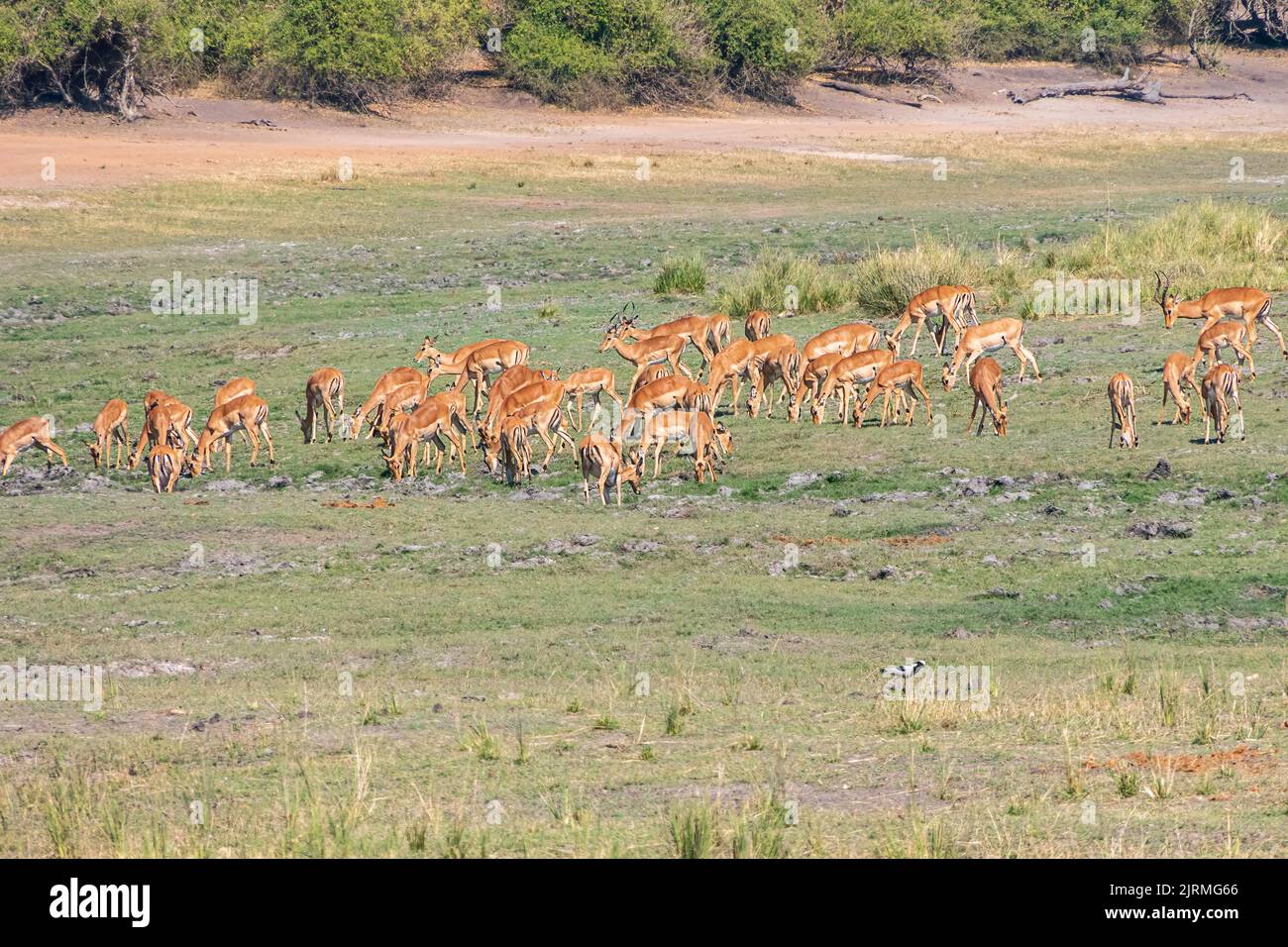 Beautiful view of a group of impala antelopes grazing in the vast Chobe National Park. Zimbabwe Stock Photo