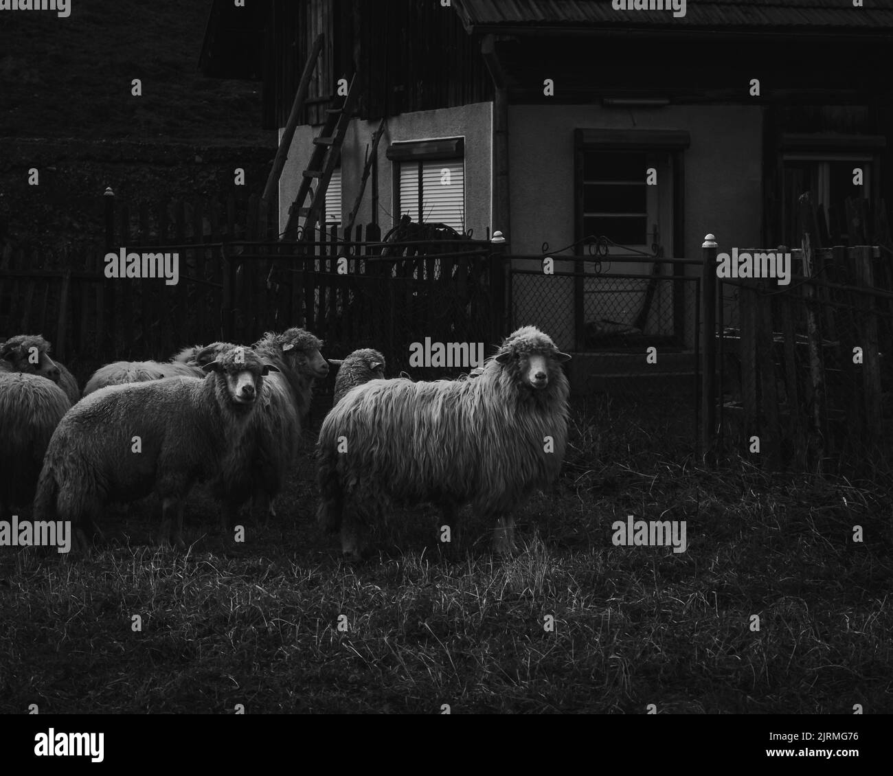 The grayscale of the sheep flock on the grass by the barn Stock Photo