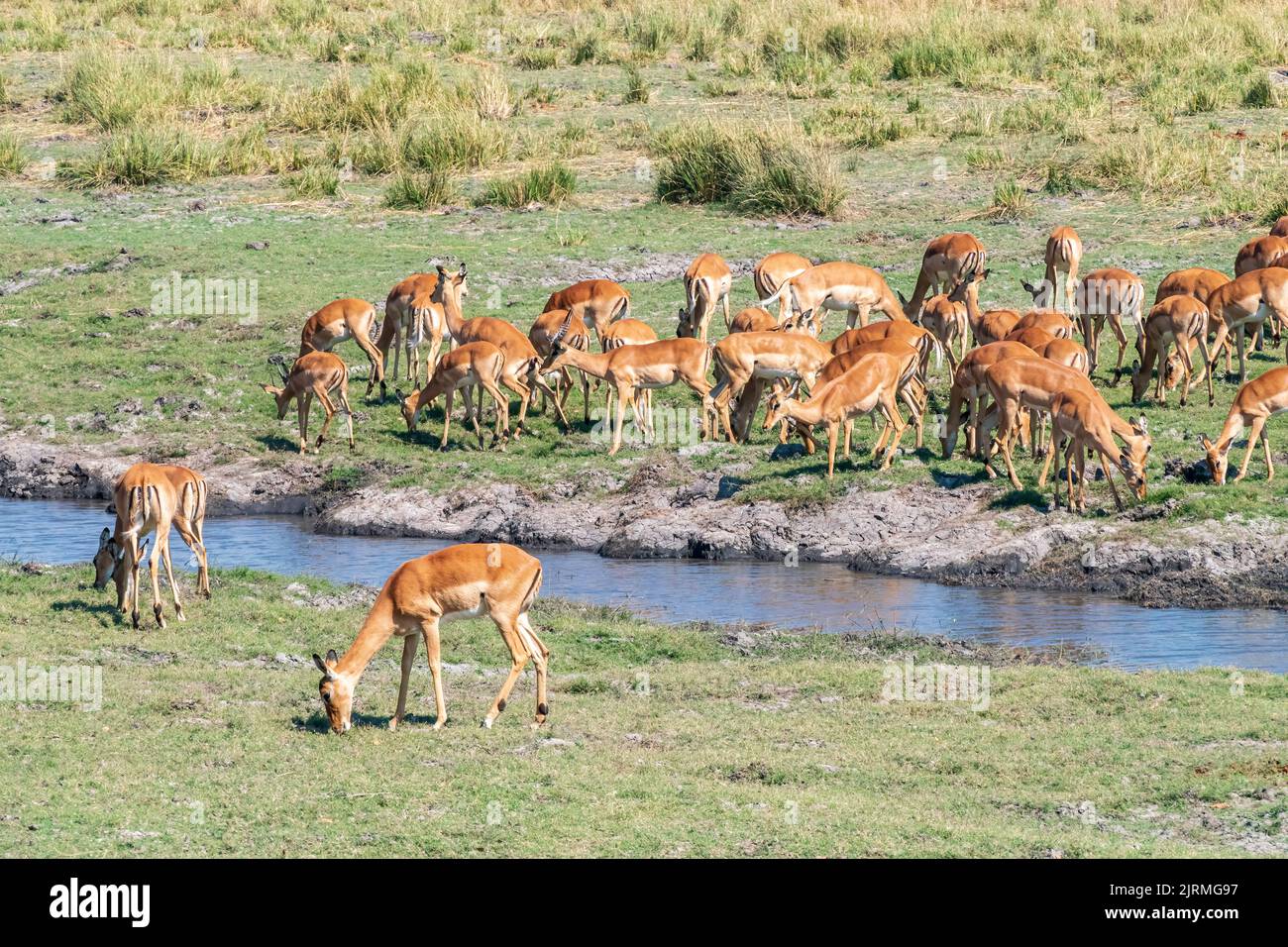 Beautiful view of a group of impala antelopes grazing in the vast Chobe National Park. Zimbabwe Stock Photo