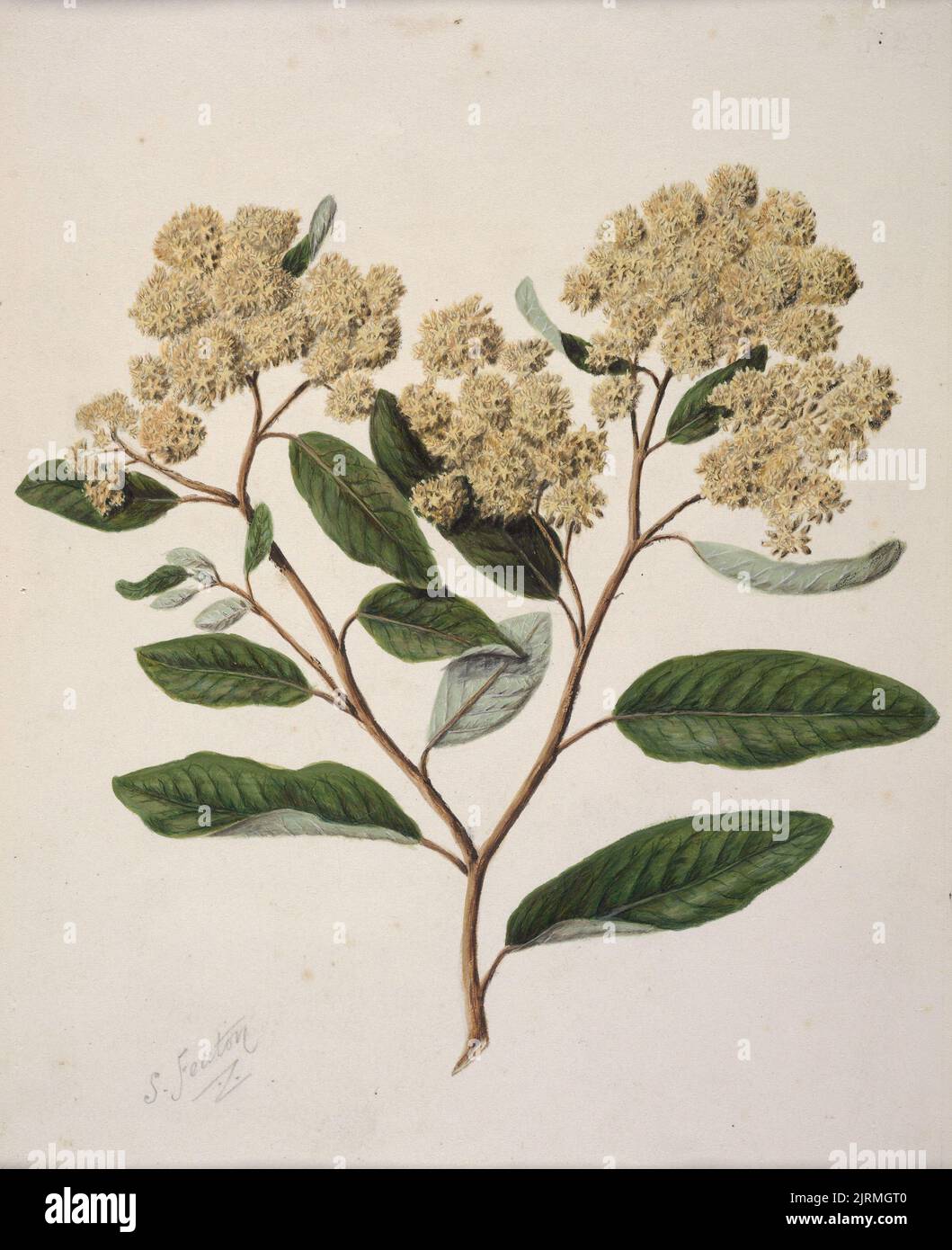 Gum diggers soap hires stock photography and images Alamy