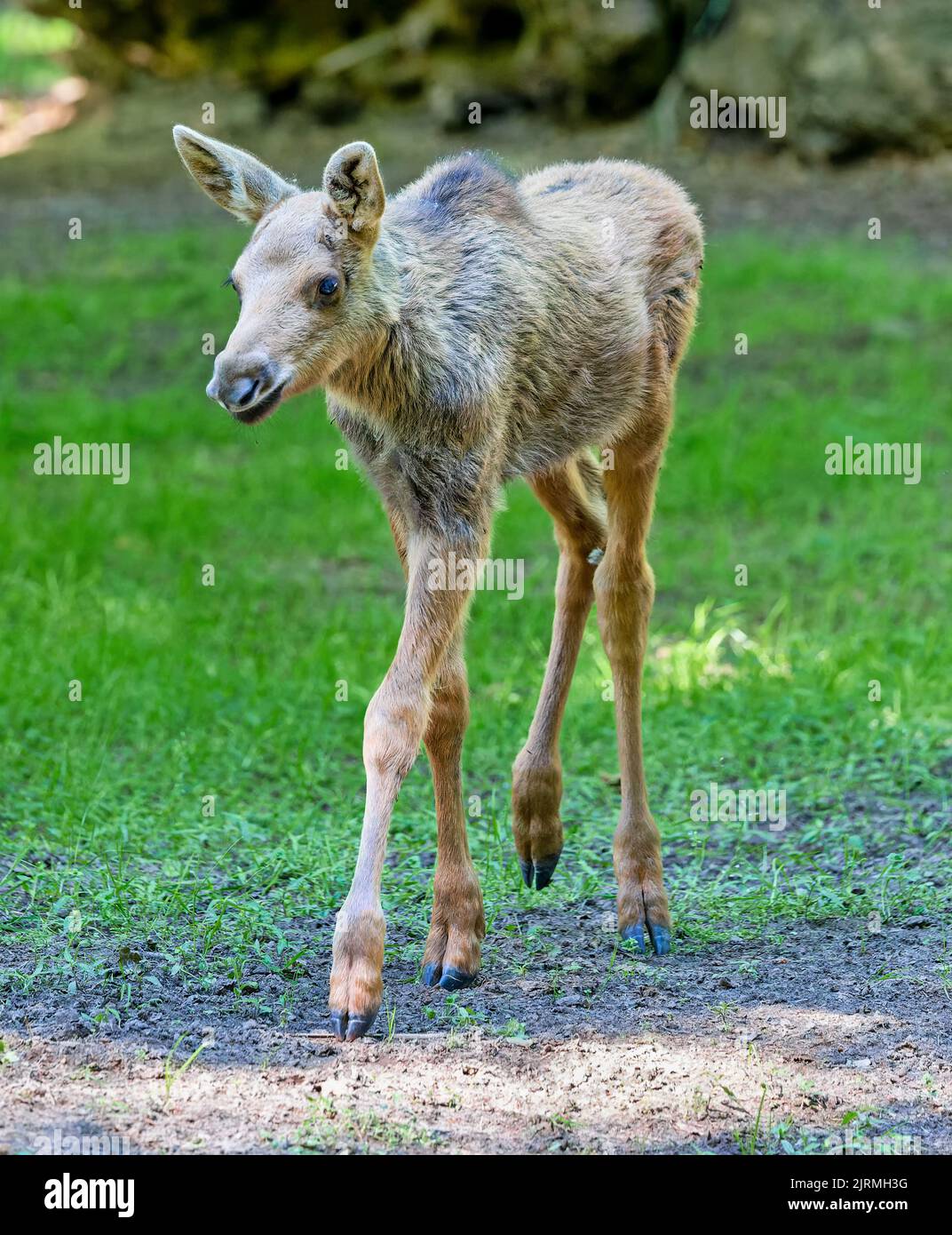 Portrait of a walking Moose calf (Alces alces) Stock Photo