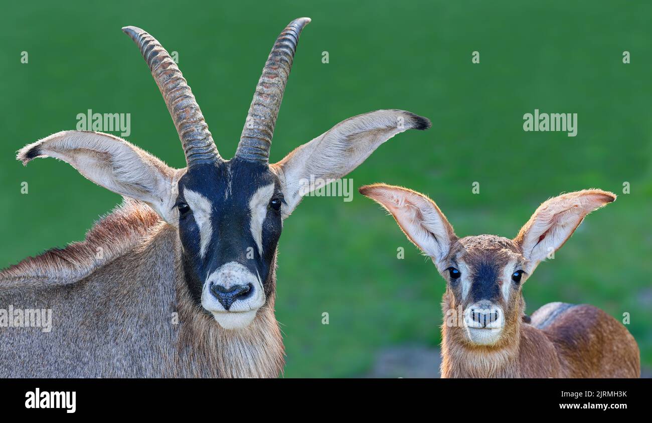 Frontal close up of Roan Antelope father and his son (Hippotragus equinus) Stock Photo