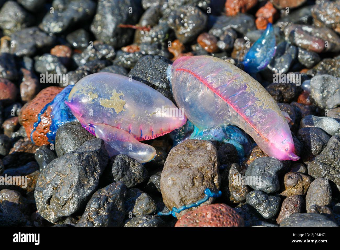 Close-up view of a Portuguese man o' war (Physalia physalis) washed up on a beach at Flores (Azores islands) Stock Photo