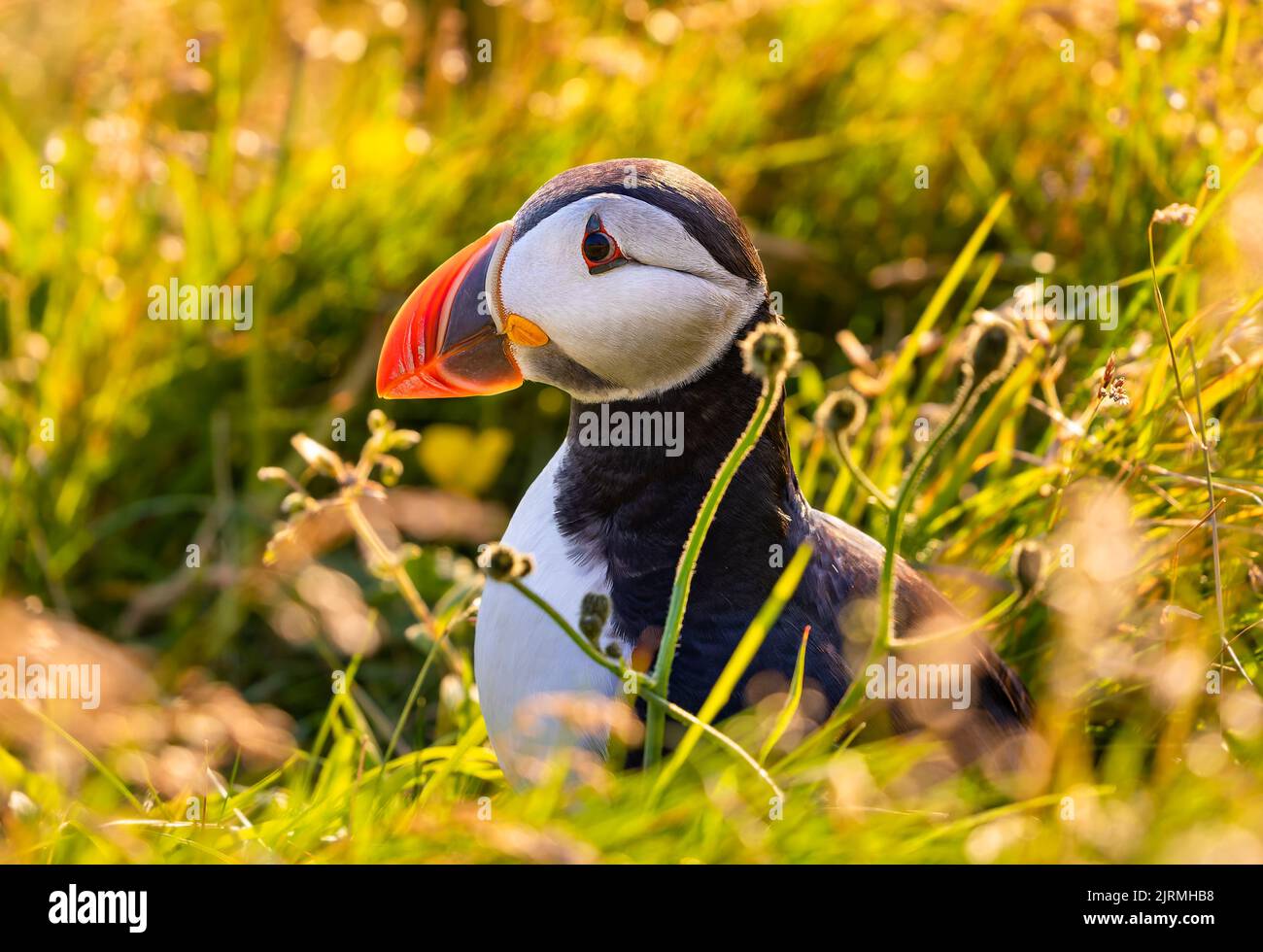 Close-up view of an Atlantic Puffin (Fratercula arctica) at cliff of Dyrholaey - iceland Stock Photo