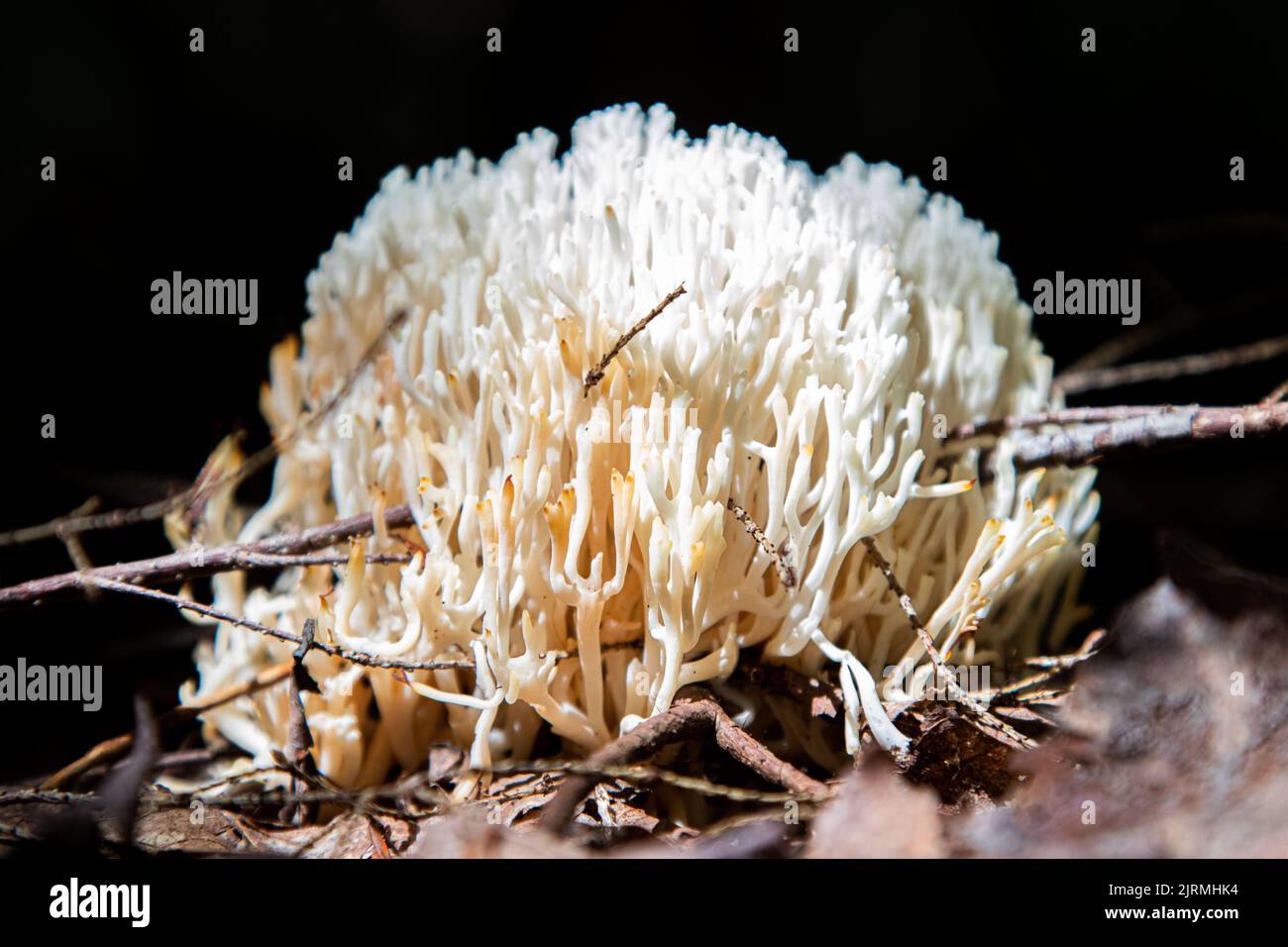 A closeup shot of crown-tipped coral mushrooms with a dark background Stock Photo