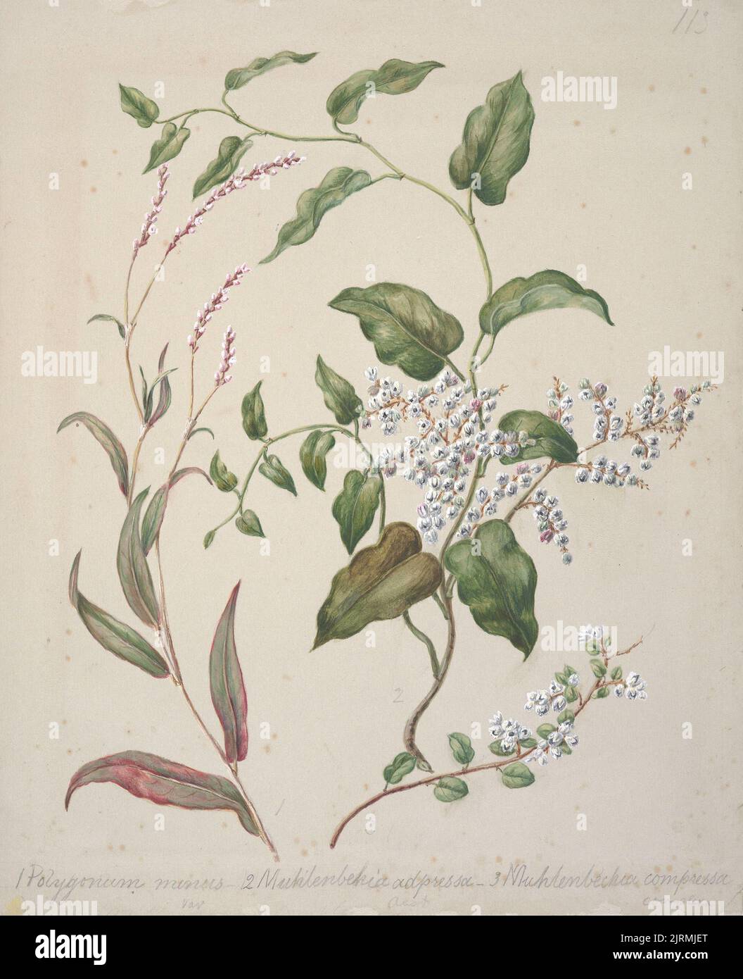 [Polygonum minus; Muhlenbehia adpressa; Muhlenbehia compressa.], circa 1885, New Zealand, by Sarah Featon. Stock Photo