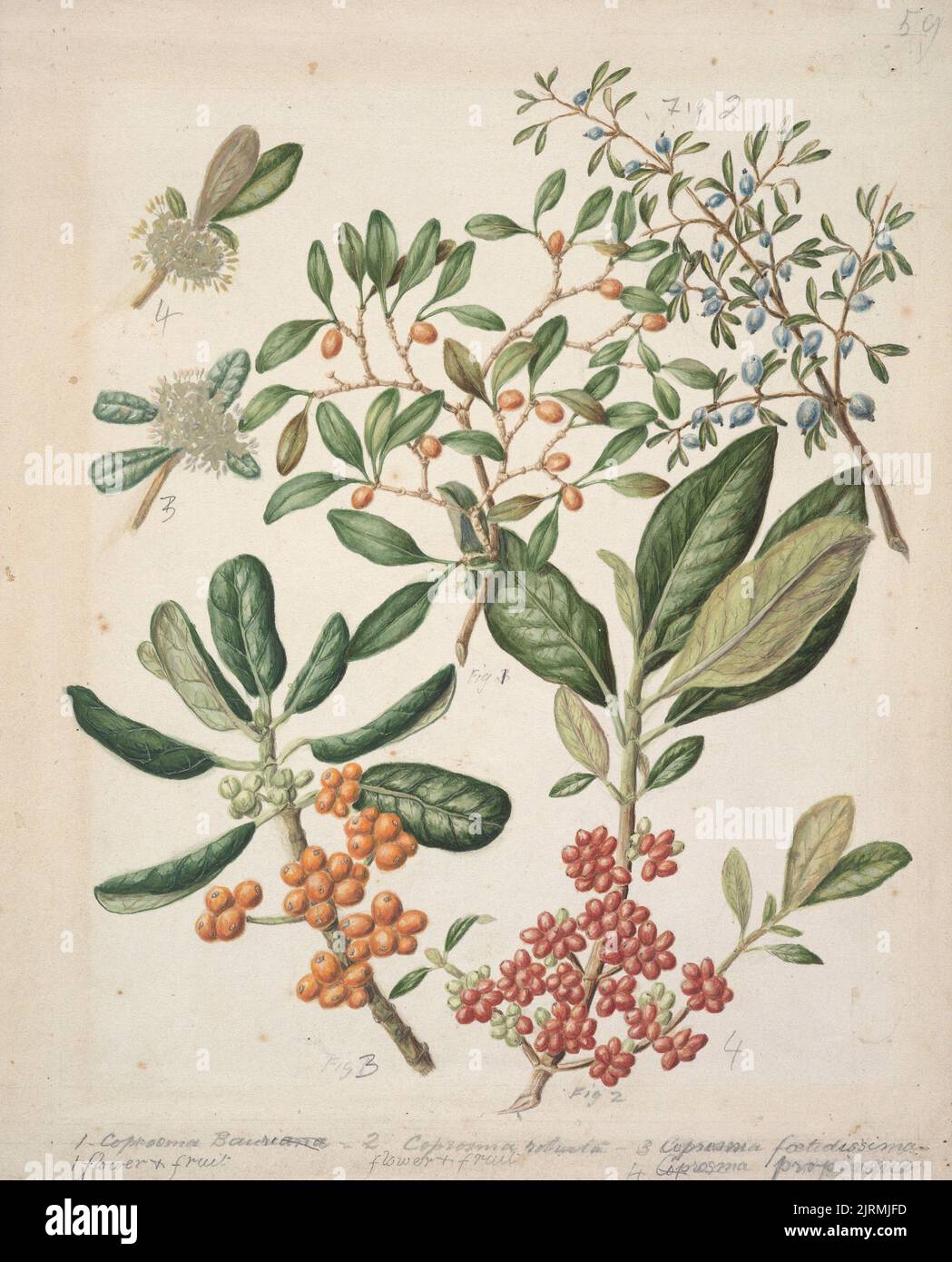 Coprosma repens.(Taupata. Looking glass plant); Coprosma robusta.( Karamu); Coprosma foetidissima.(Stinkwood); Coprosma propinqua.(Mingimingi)., circa 1885, New Zealand, by Sarah Featon. Stock Photo