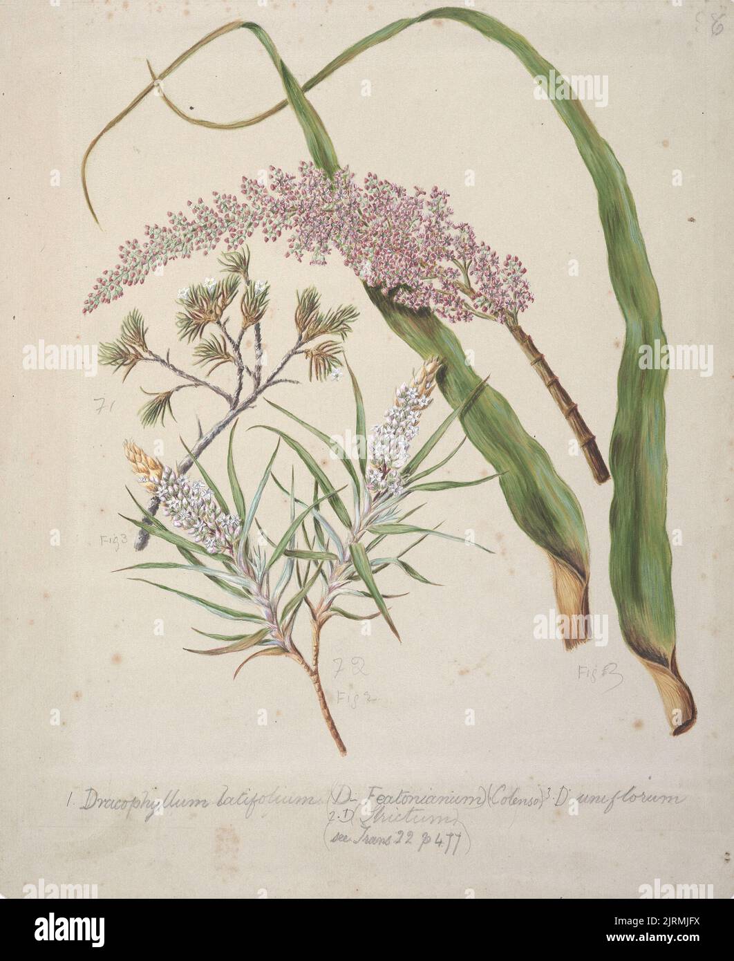 Dracophyllum latifolium Neinei; Dracophyllum strictum; Dracophyllum uniflorum:Turpentine scrub., circa 1885, New Zealand, by Sarah Featon. Stock Photo