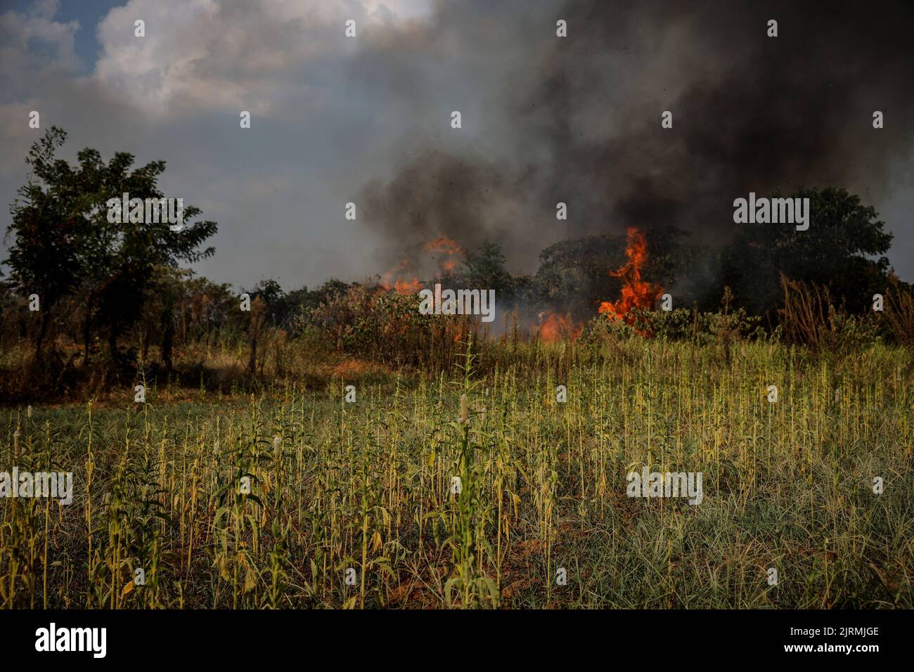 A brush fire burns near drought stricken crops in Xinyao village, Nanchang city, Jiangxi province, China, August 25, 2022.  REUTERS/Thomas Peter Stock Photo