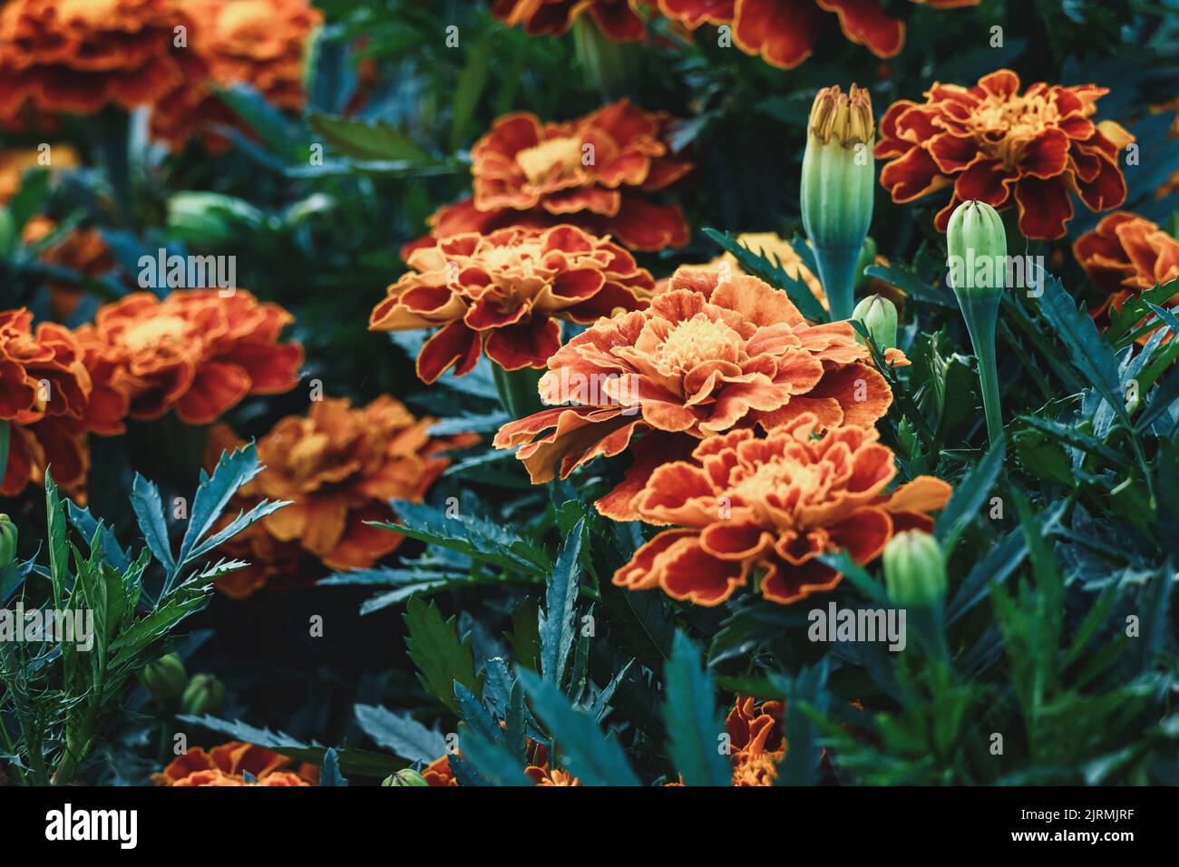 French marigolds growing, garden marigolds closeup Stock Photo Alamy