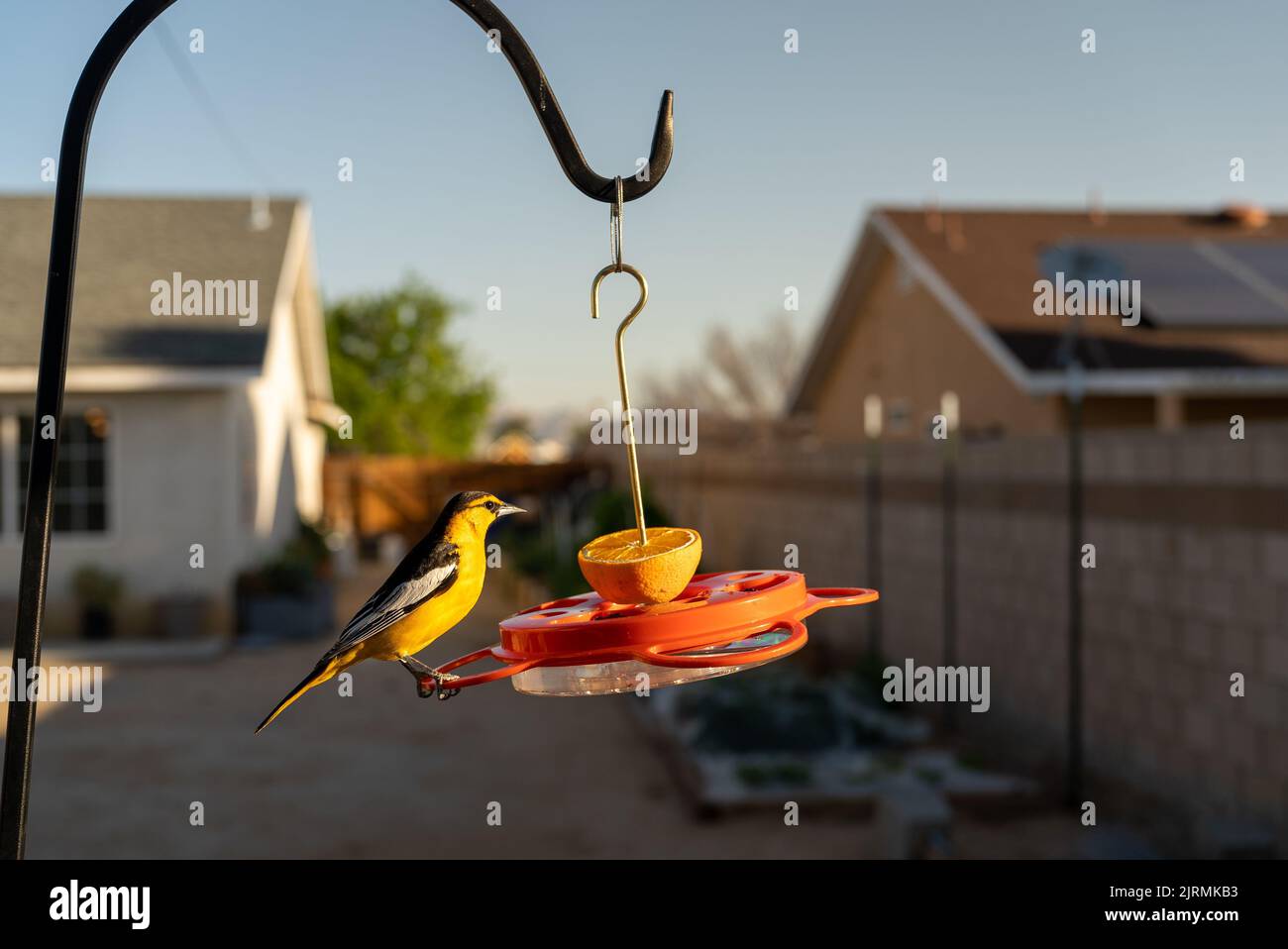 bullock-oriole-feeder-hi-res-stock-photography-and-images-alamy