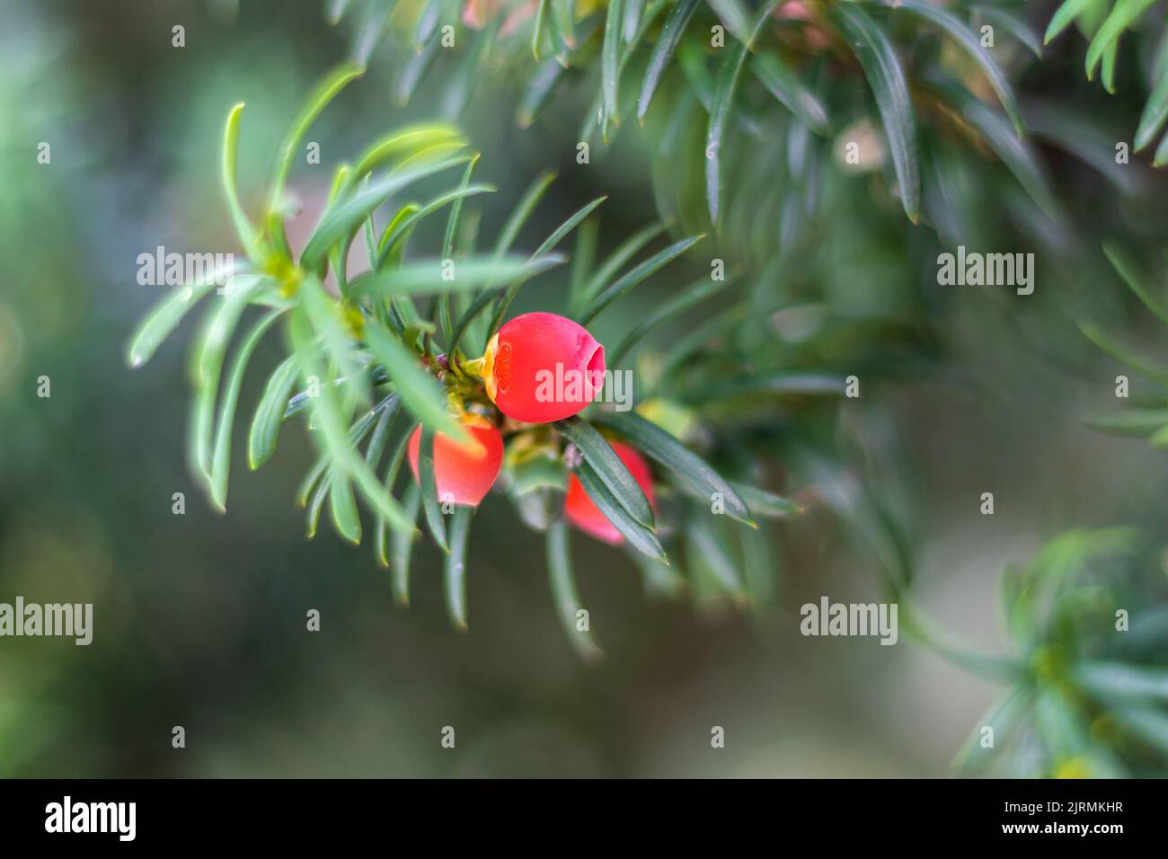 Taxus baccata, red cones of yew with green foliage Stock Photo