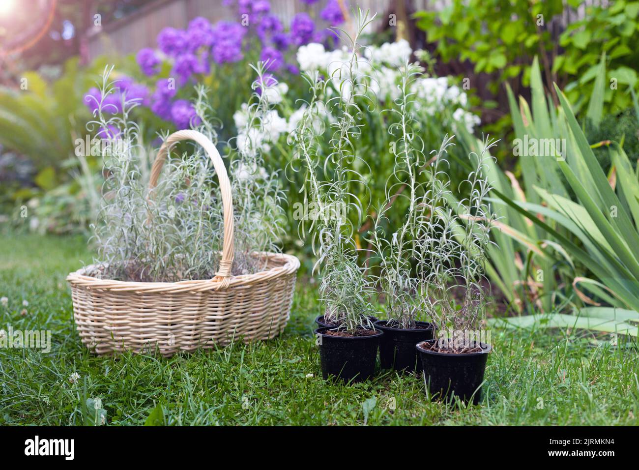 Helichrysum flowers at garden for planting. Bright plant for herbal medicine. Medicinal herb. Stock Photo