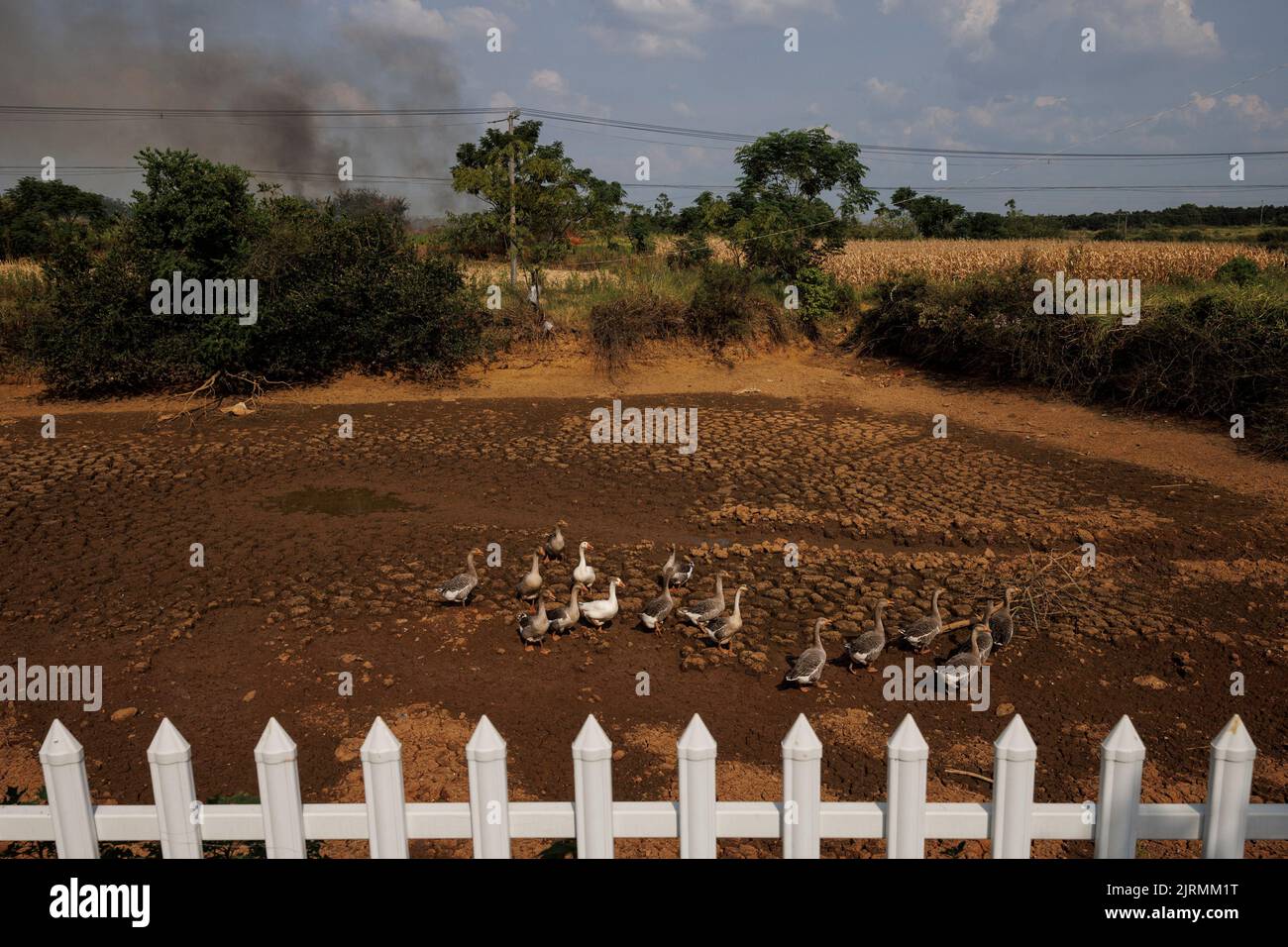 A gaggle of geese walk in the dried-up village pond as a brush fire that rages nearby during a drought in Xinyao village, Nanchang city, Jiangxi province, China, August 25, 2022.  REUTERS/Thomas Peter Stock Photo