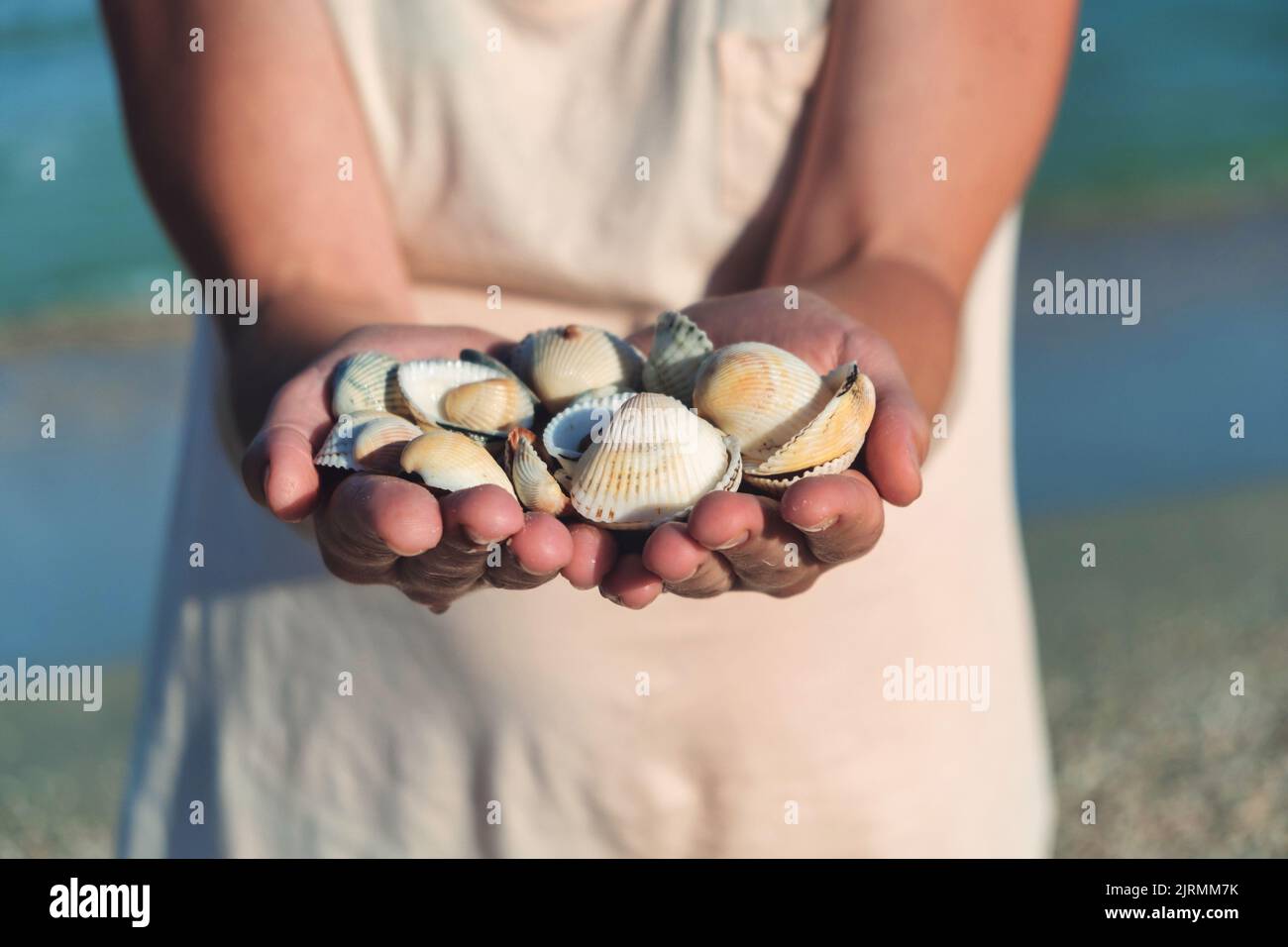 Hands holding sea shells. seashells in hands Stock Photo Alamy