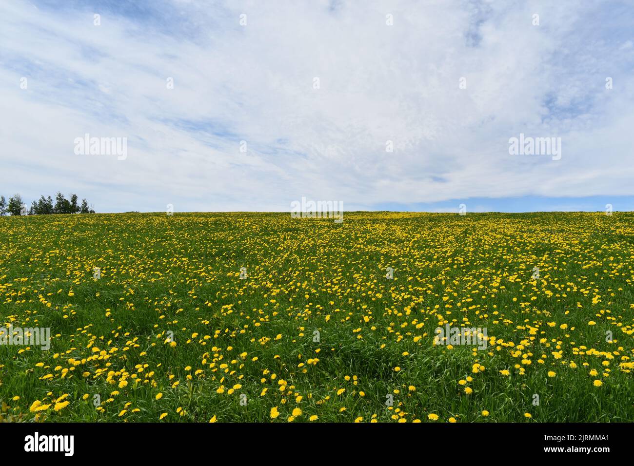 A dandelion flower field in spring, Quebec, Canada Stock Photo Alamy