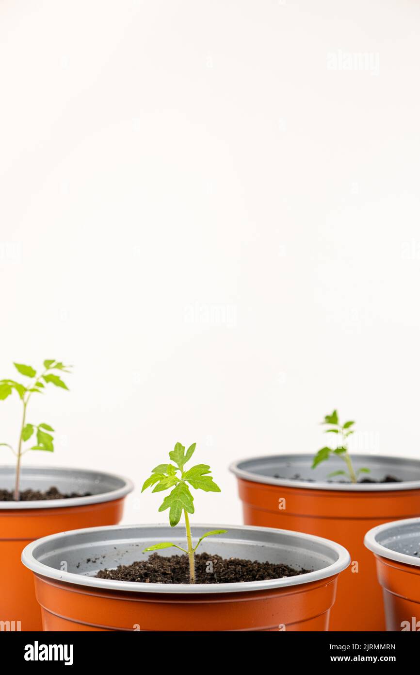 Growing tomatoes from seeds, step by step. Step 9 transplanted