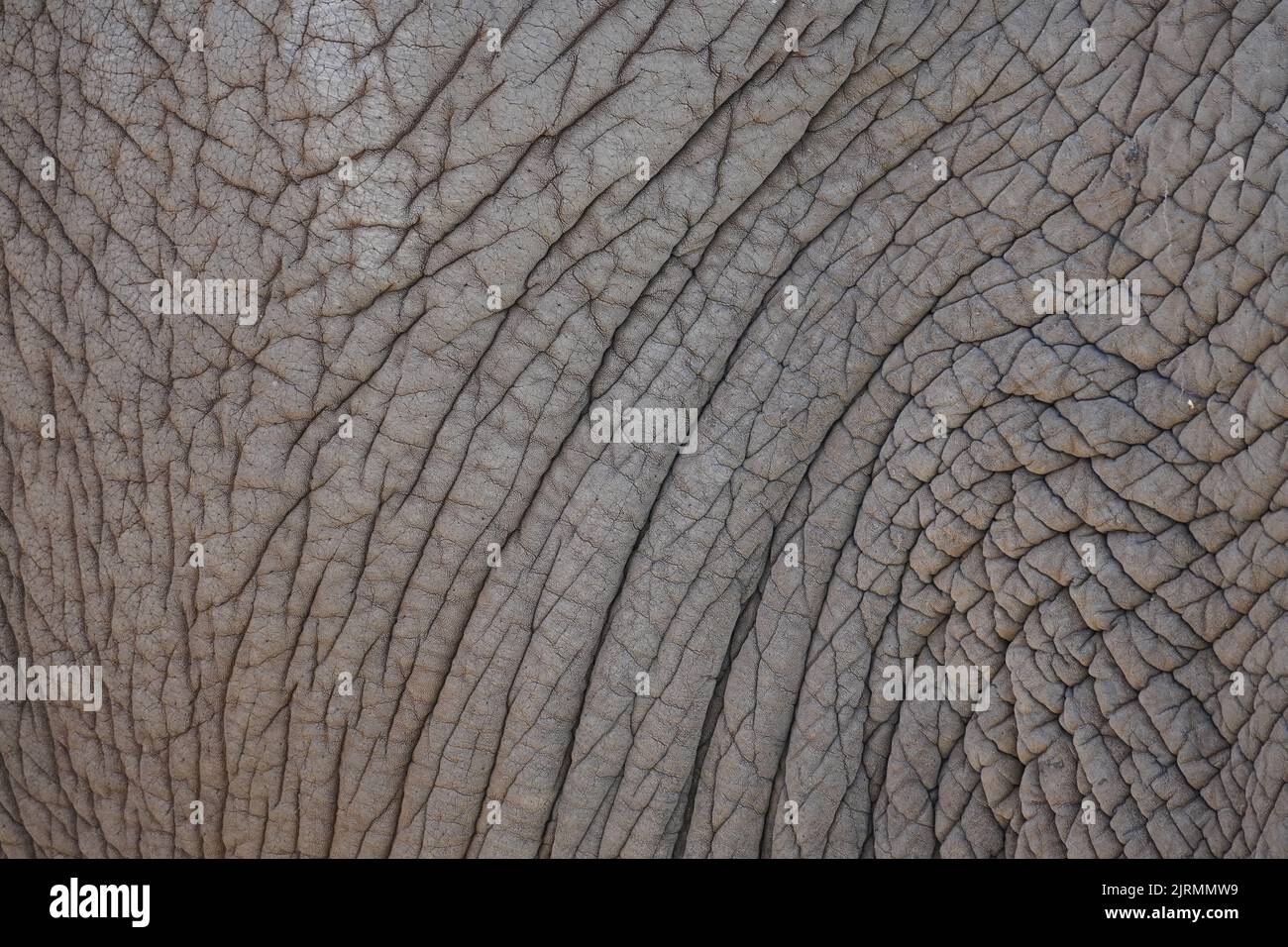 Thick leathery elephant skin in close-up. Natural background and texture. Stock Photo