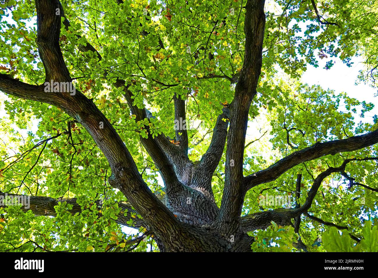 Treetop of an old oak tree with fresh green leaves. Stock Photo