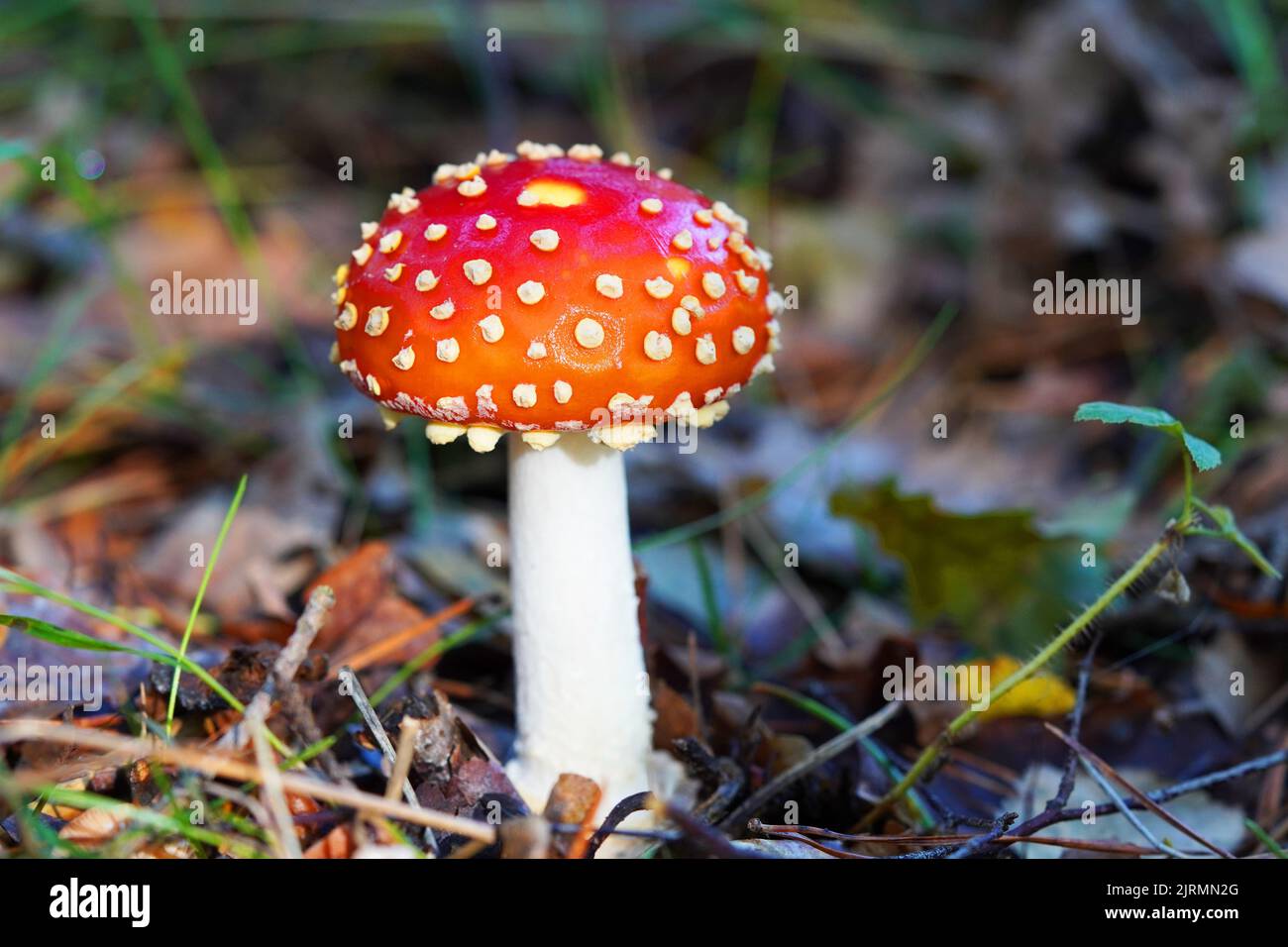 Fresh fly agaric on forest floor. Poisonous red and white spotted mushroom. Inedible. Stock Photo