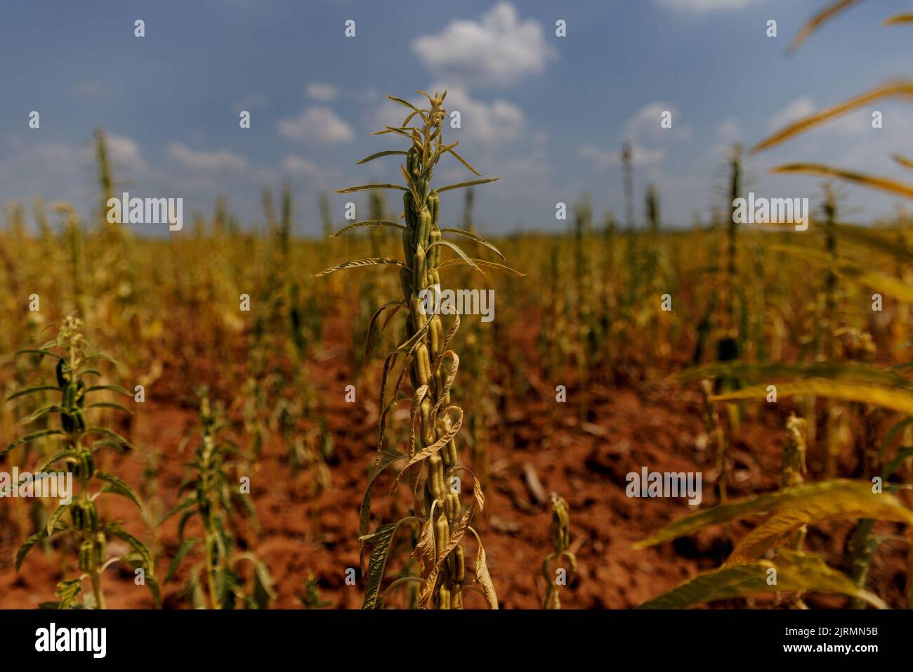 Drought-stricken sesame crops stand in a field in Xinyao village, Nanchang city, Jiangxi province, China, August 25, 2022.  REUTERS/Thomas Peter Stock Photo