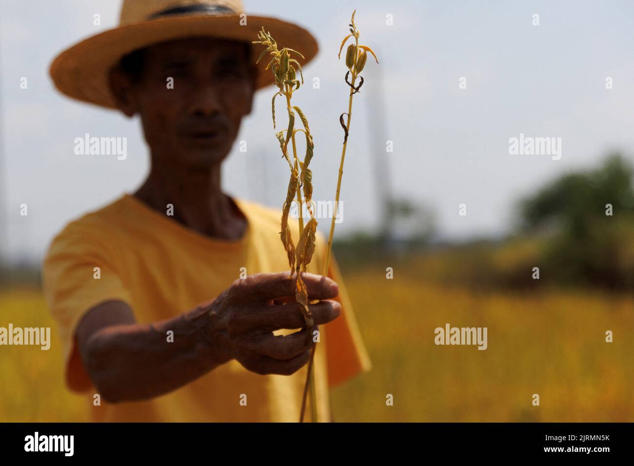 Farmer Hu, 70, shows drought-stricken sesame from his field in Xinyao village, Nanchang city, Jiangxi province, China, August 25, 2022.  REUTERS/Thomas Peter Stock Photo