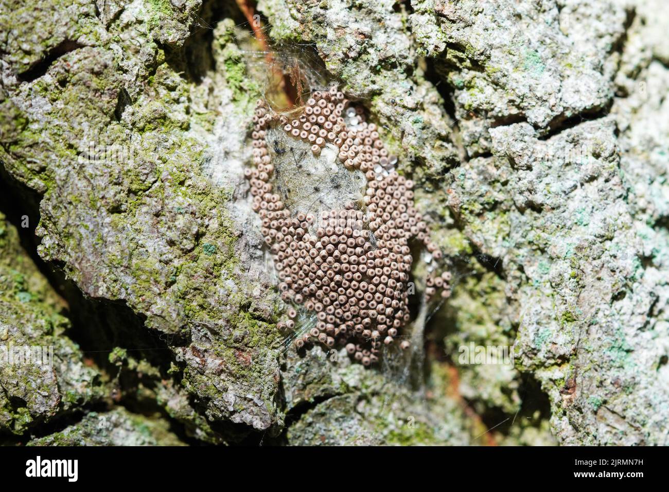 Insect eggs on a tree bark close up Stock Photo - Alamy