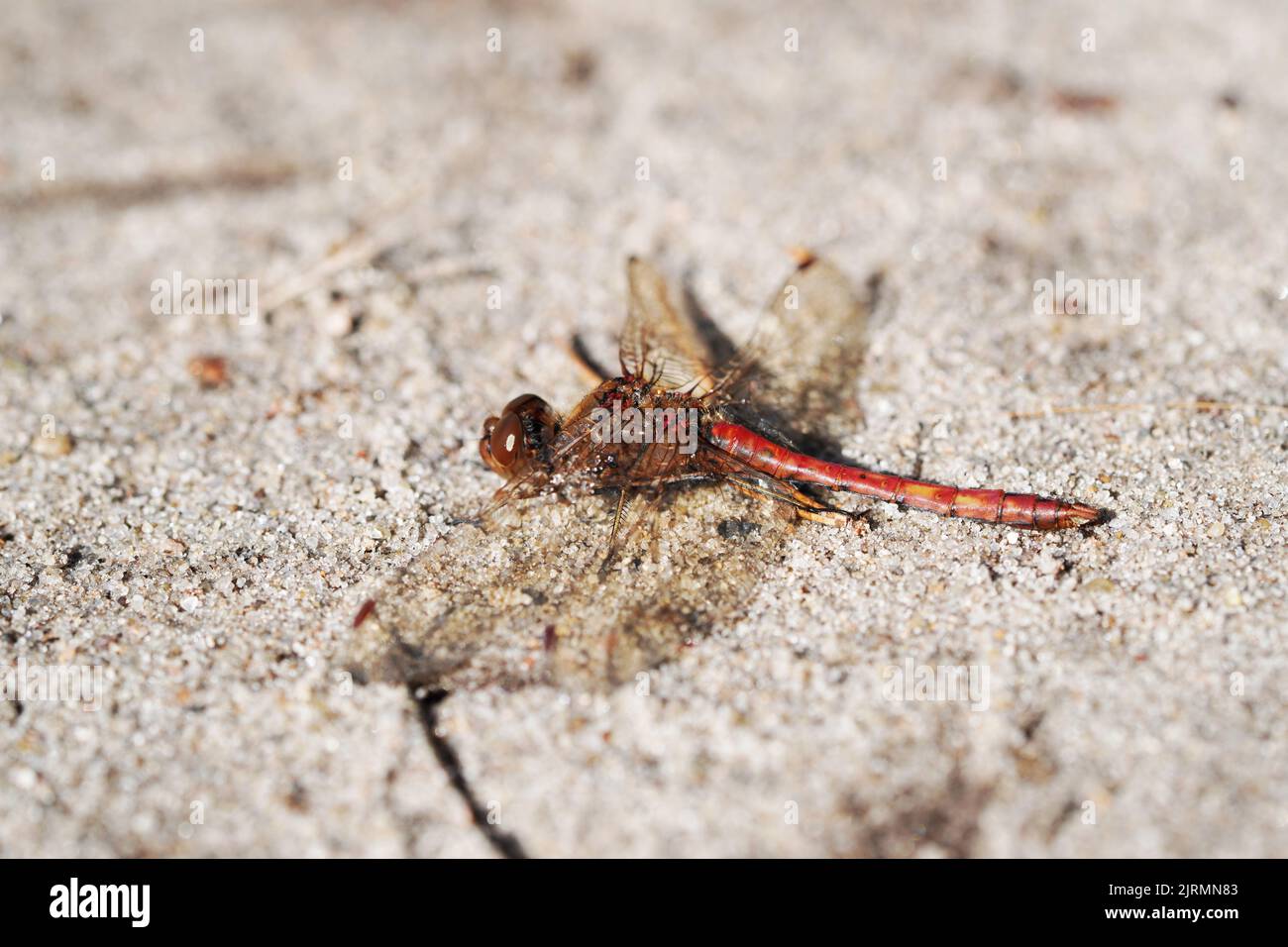 A dragonfly sits on the sandy bottom. Insect close up. Stock Photo