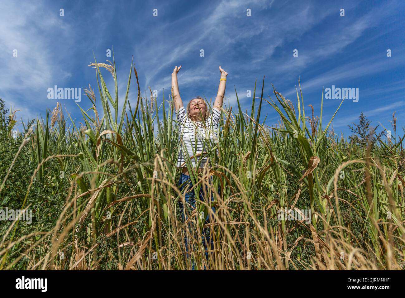 A woman in a field of corn happily reaches for the blue sky Stock Photo