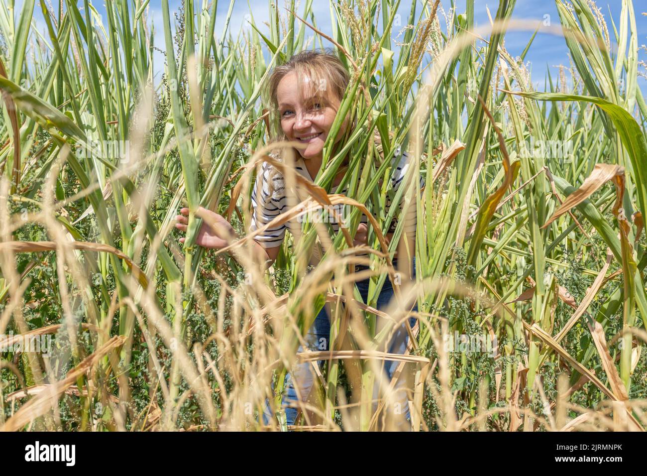 A woman plays hide and seek in a cornfield Stock Photo