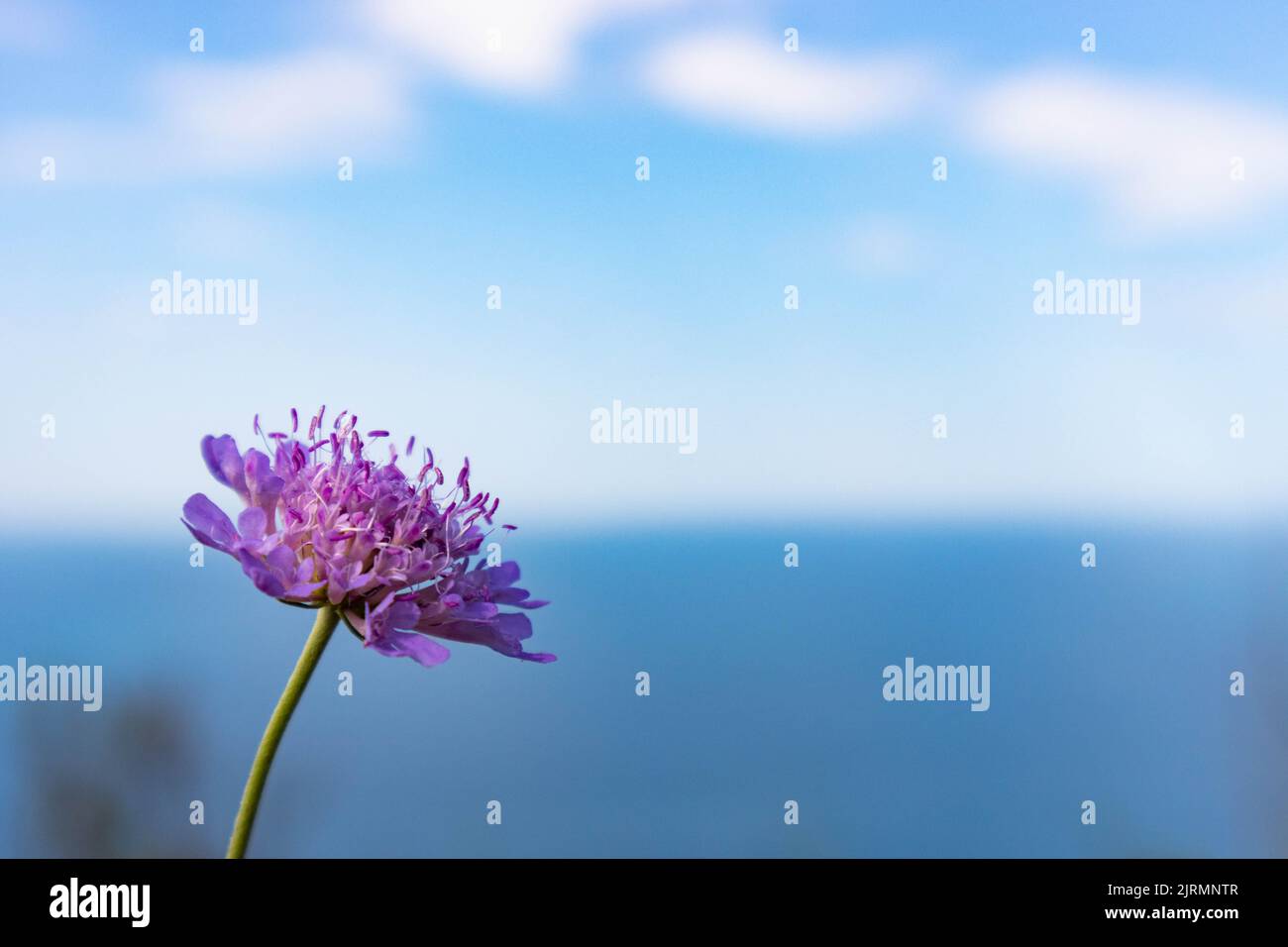 Scabiosa atropurpurea sweet scabiosa with small deep purple flowers. High quality photo Stock Photo