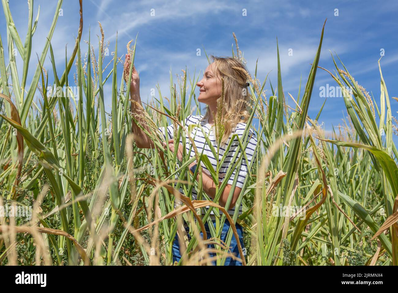 A woman in a corn field checks plants against a blue sky Stock Photo