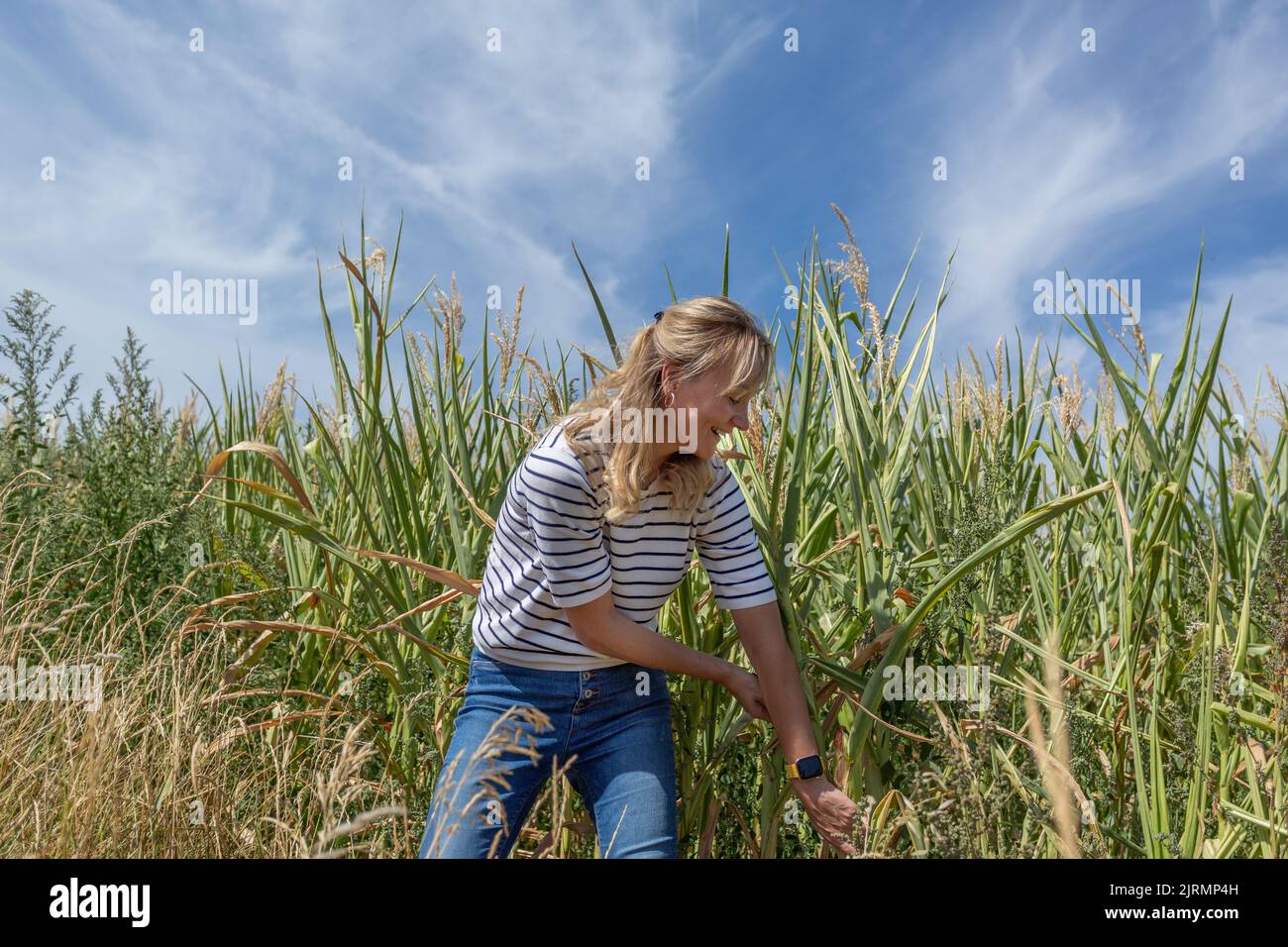 A blond woman pulling out corn on the corn field. Stock Photo