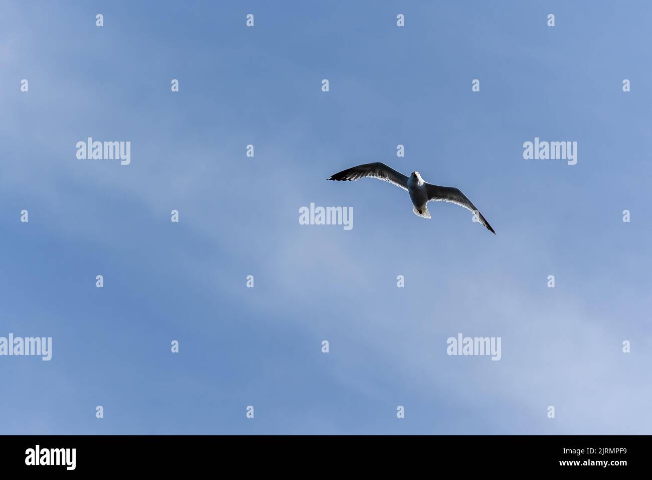 A seagull flying in the sky above the blue ocean Stock Photo - Alamy
