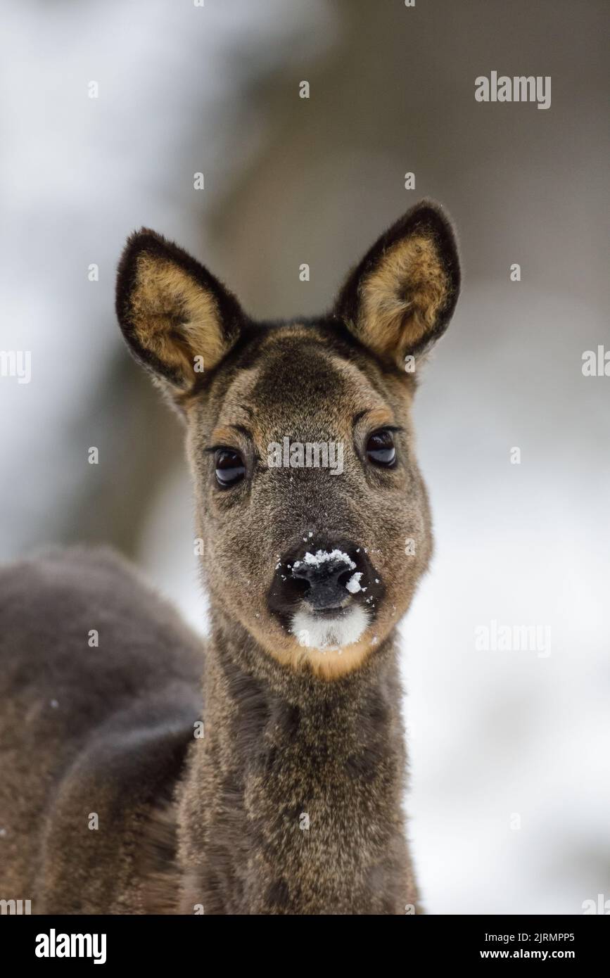 Roe deer female standing on forest meadow in snow and looking, head portrait, winter, lower saxony, germany, (capreolus capreolus) Stock Photo