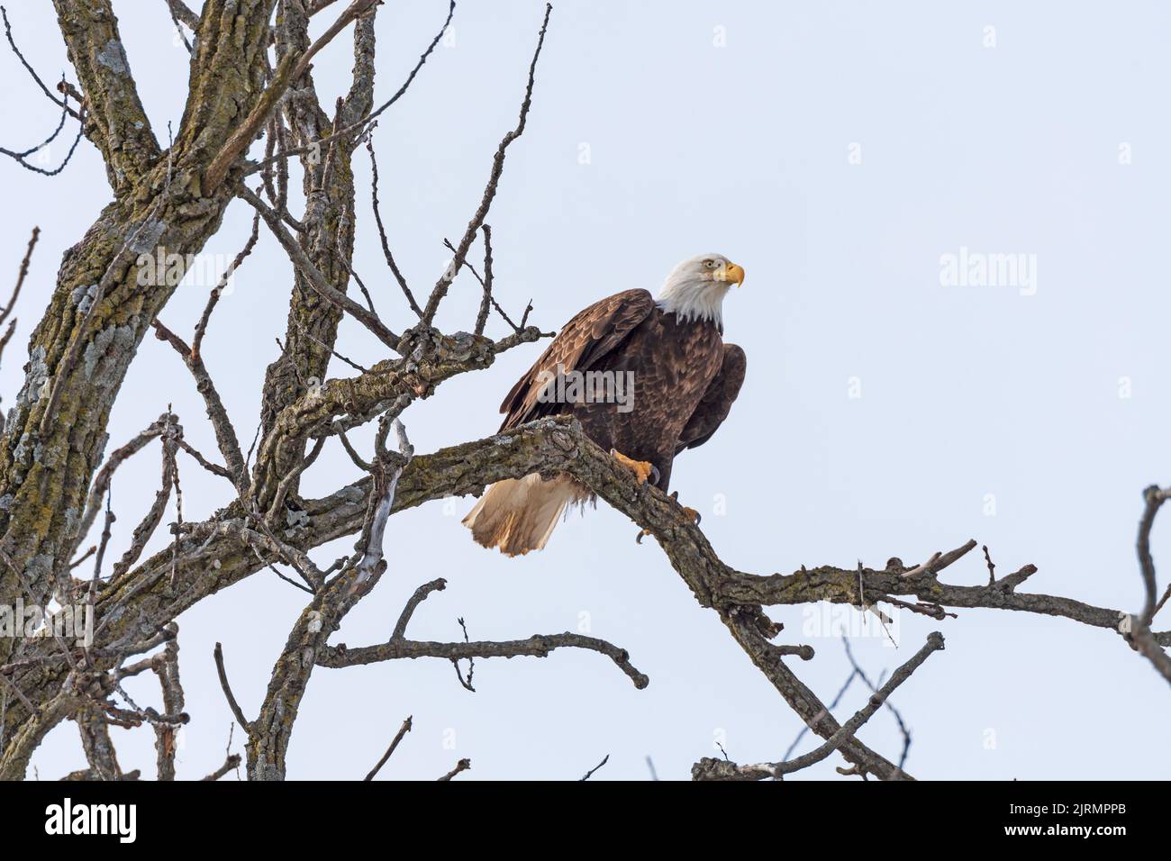 Bald Eagle Preparing to Take Off in Winter Near Lansing, Iowa Stock Photo