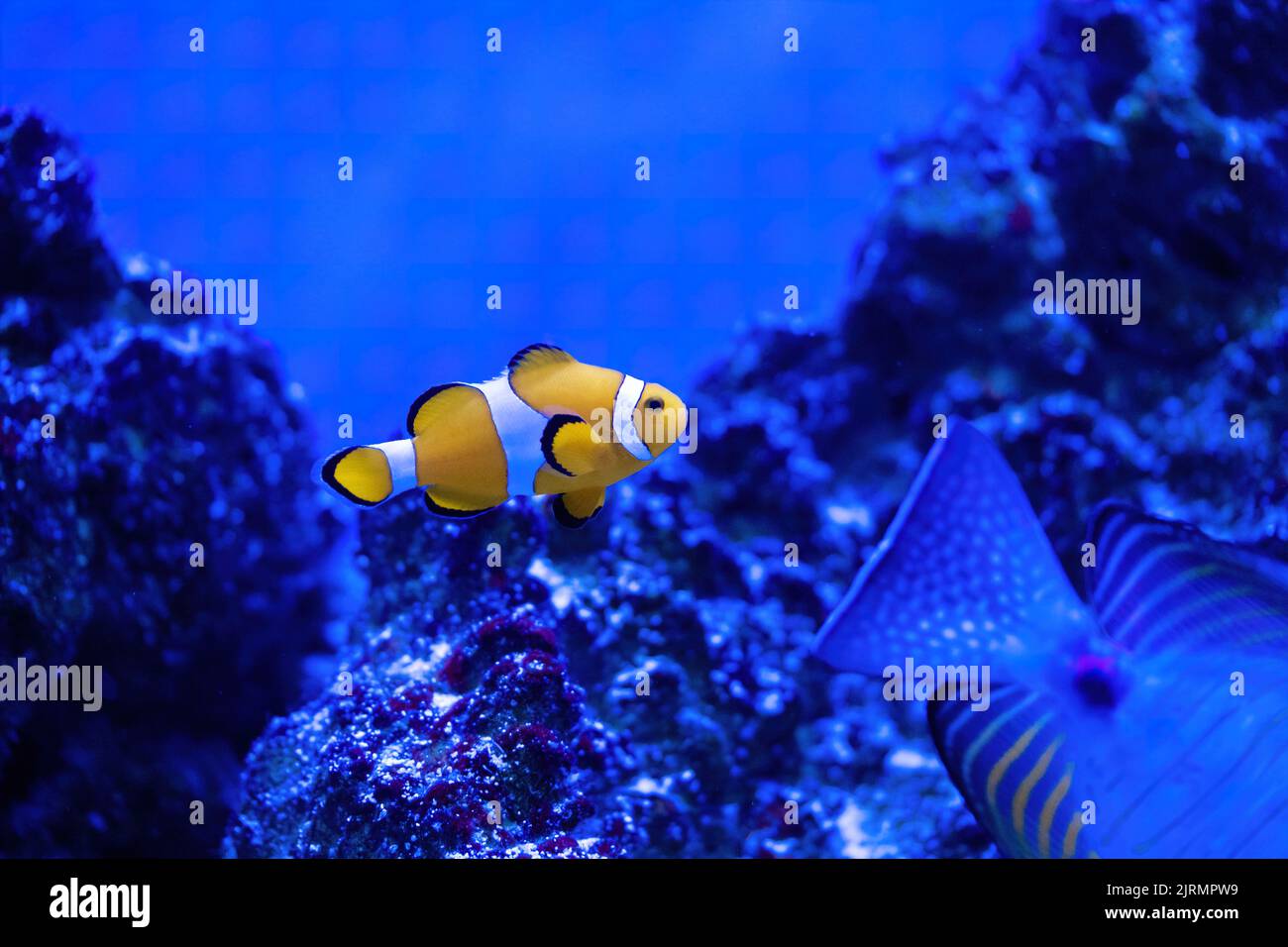 Amphiprion Ocellaris Clownfish In Marine Aquarium. Nemo fish Stock Photo