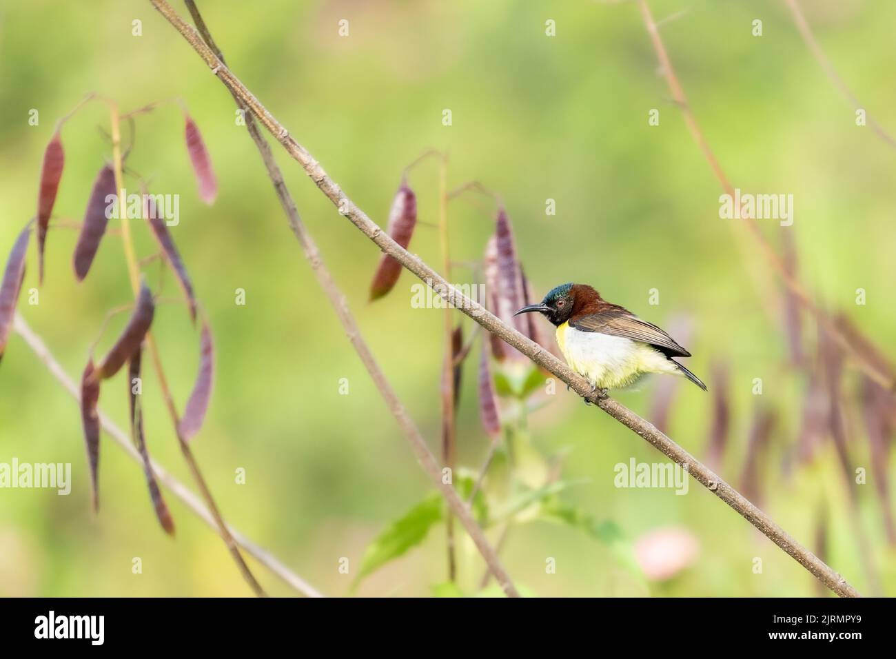 A side view of purple-rumped sunbird perched on a branch Stock Photo