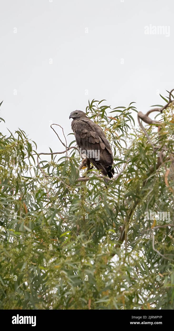 A vertical shot of crested honey buzzard (Pernis ptilorhynchus) perched on the top of tree Stock Photo