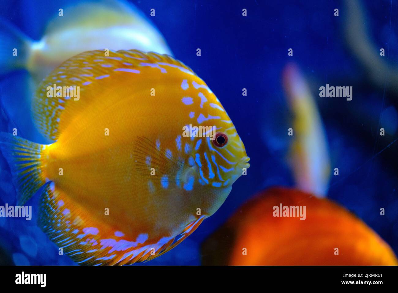 Yellow face Discus fish. Masked Butterfly Fish Stock Photo