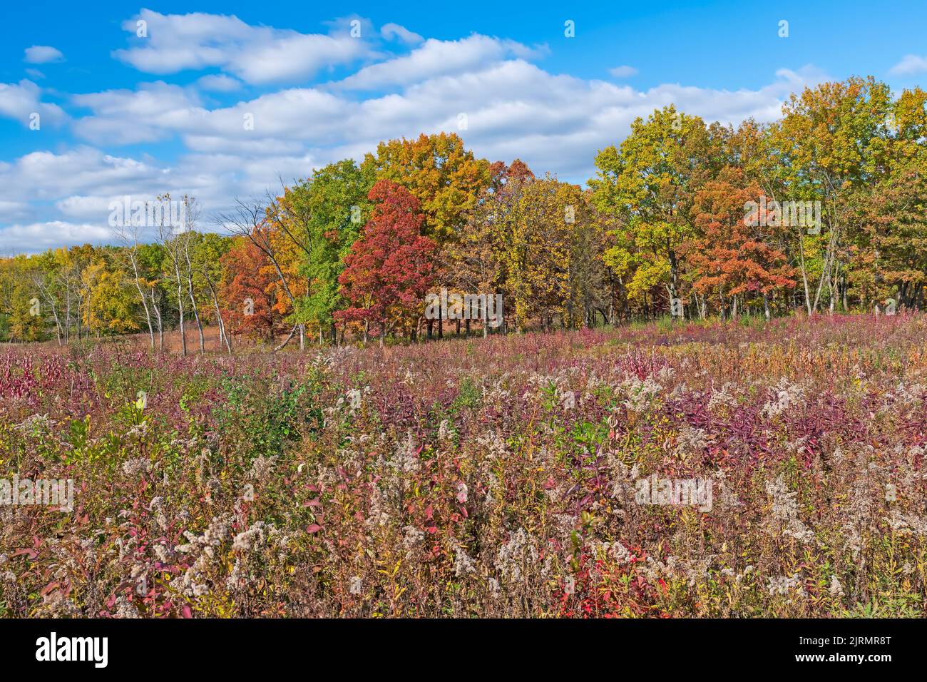 Fall Colors in the Prairie and the Forest in Crabtree Nature Preserve in Illinois Stock Photo