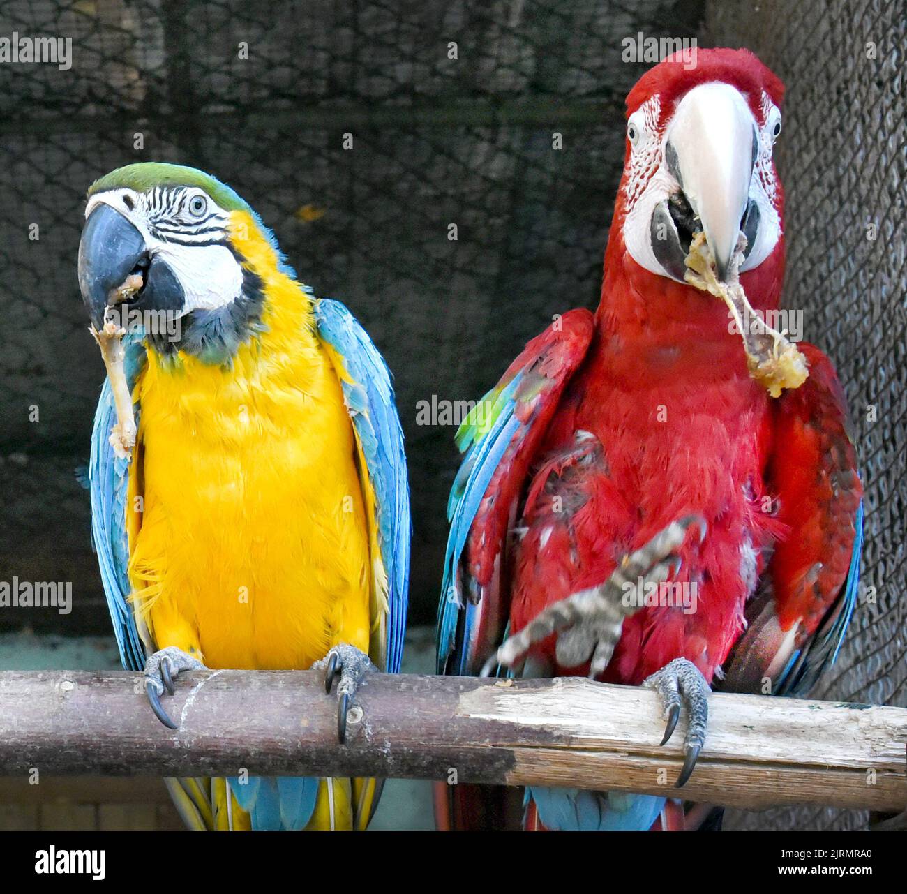 24 August 2022, Saxony, Langenreichenbach: In an aviary in the parrot ...