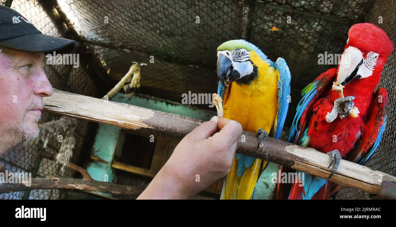 Picture of 24 August 2022, Saxony, Langenreichenbach: In an aviary in the parrot ...