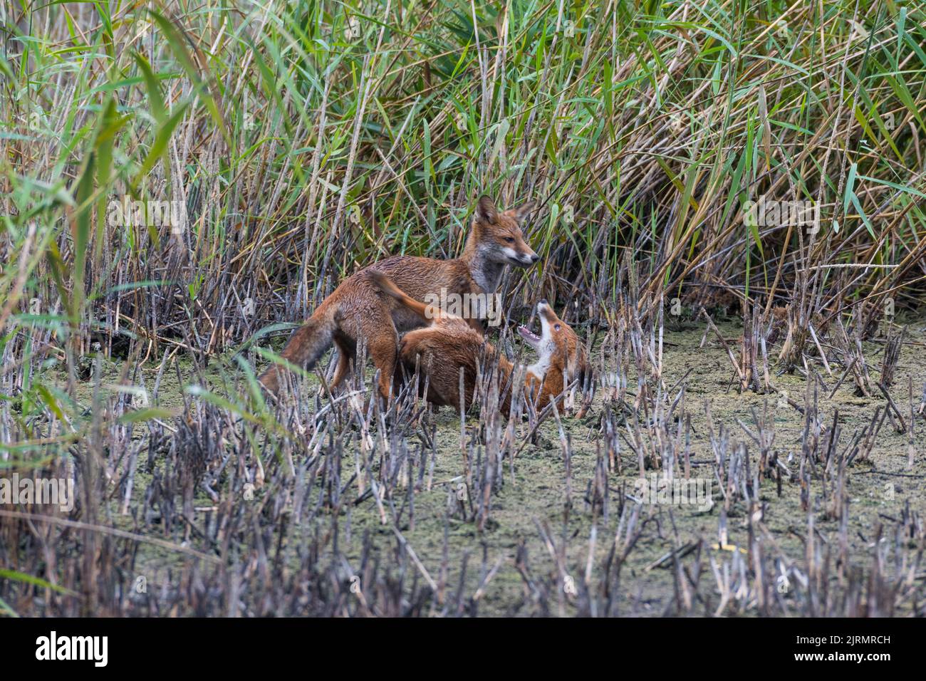 Two young foxes playing on Magor Marsh in South Wales, on a reed bed that was once underwater, which highlights global warming and hot weather. Stock Photo