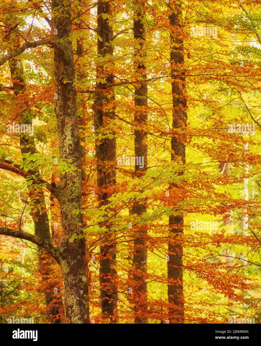 Autumn tree with yellow fall leaves in scenic park Stock Photo - Alamy